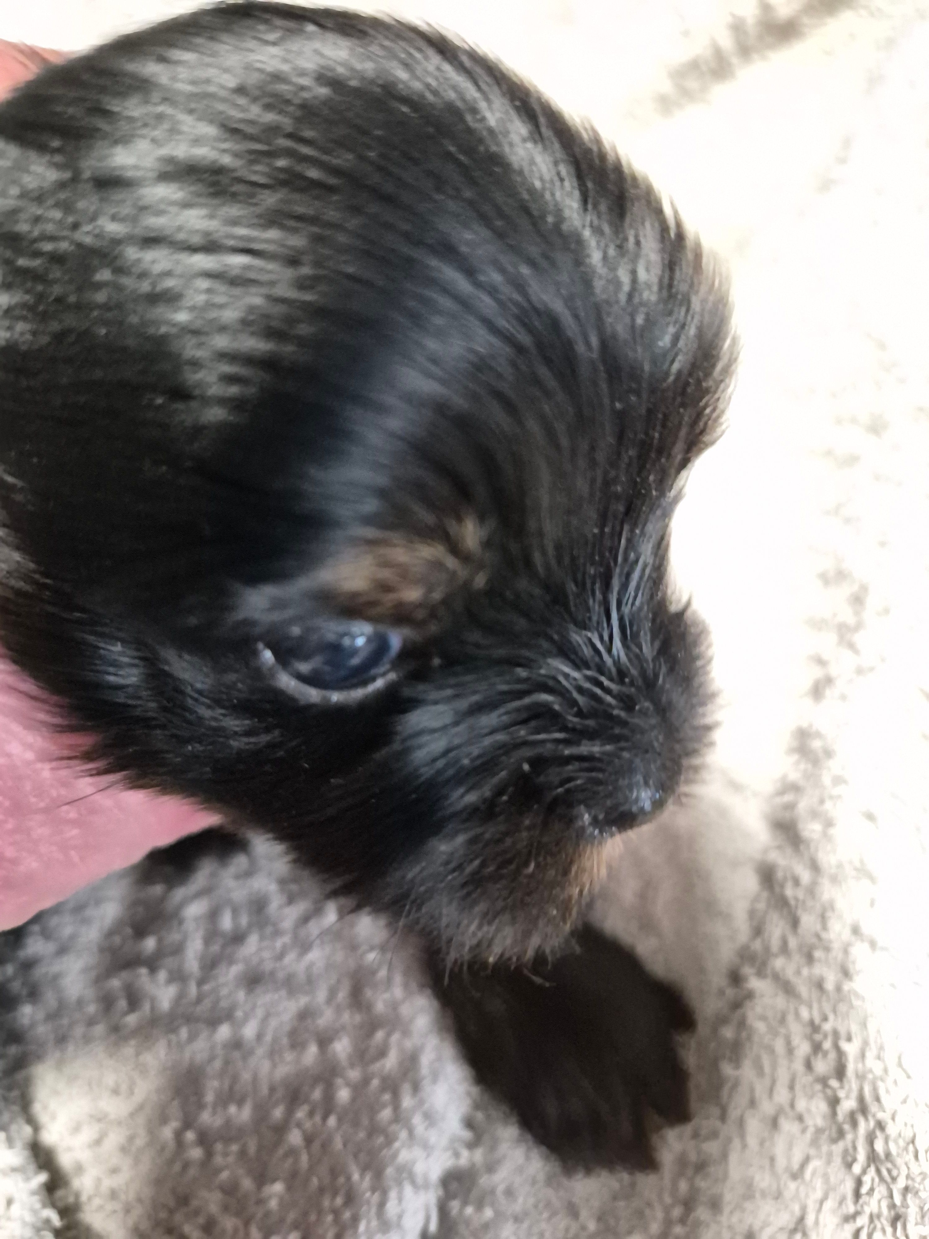 Traditional boy dexter