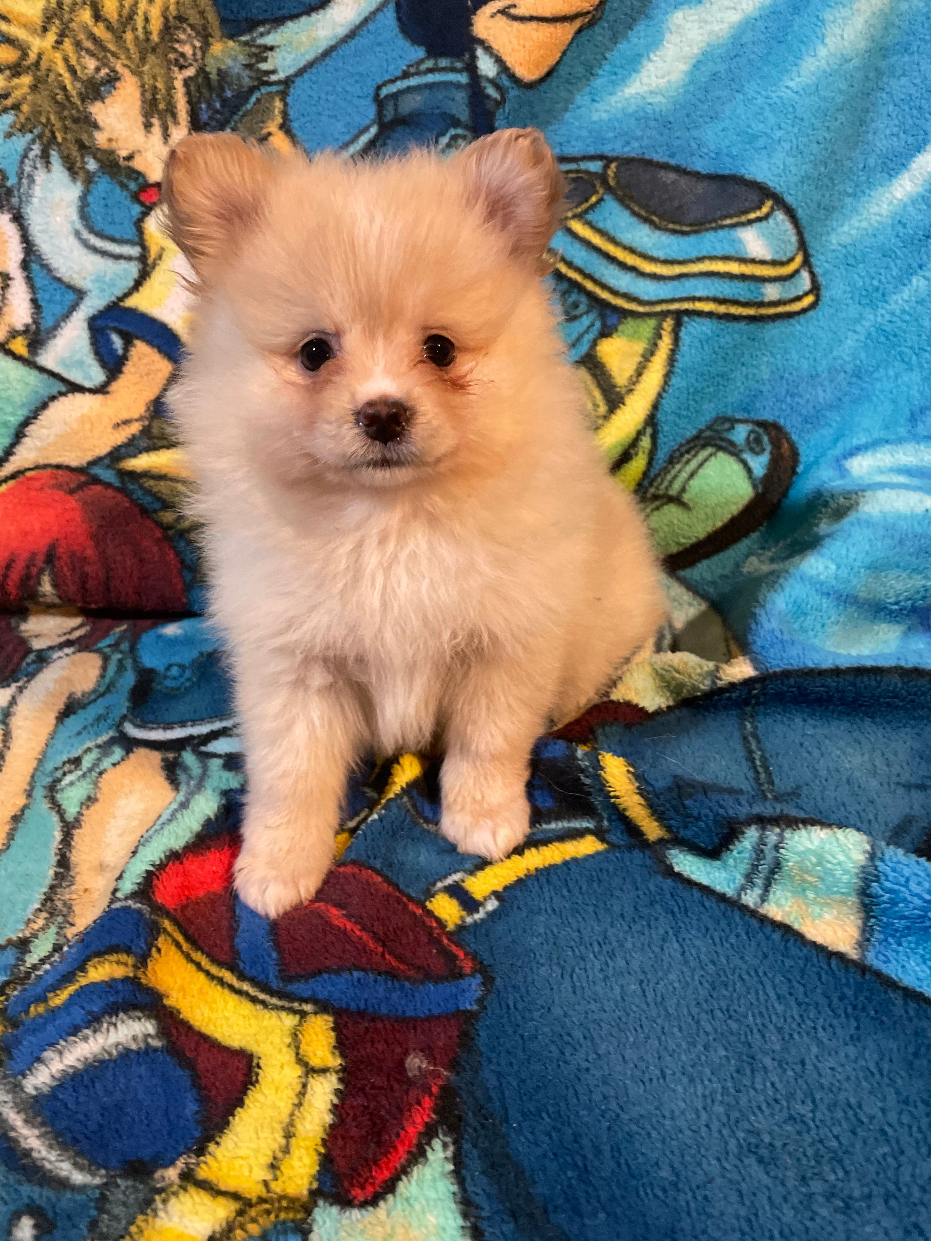 Estrella – Pomeranian puppy for sale in Stockton, CA