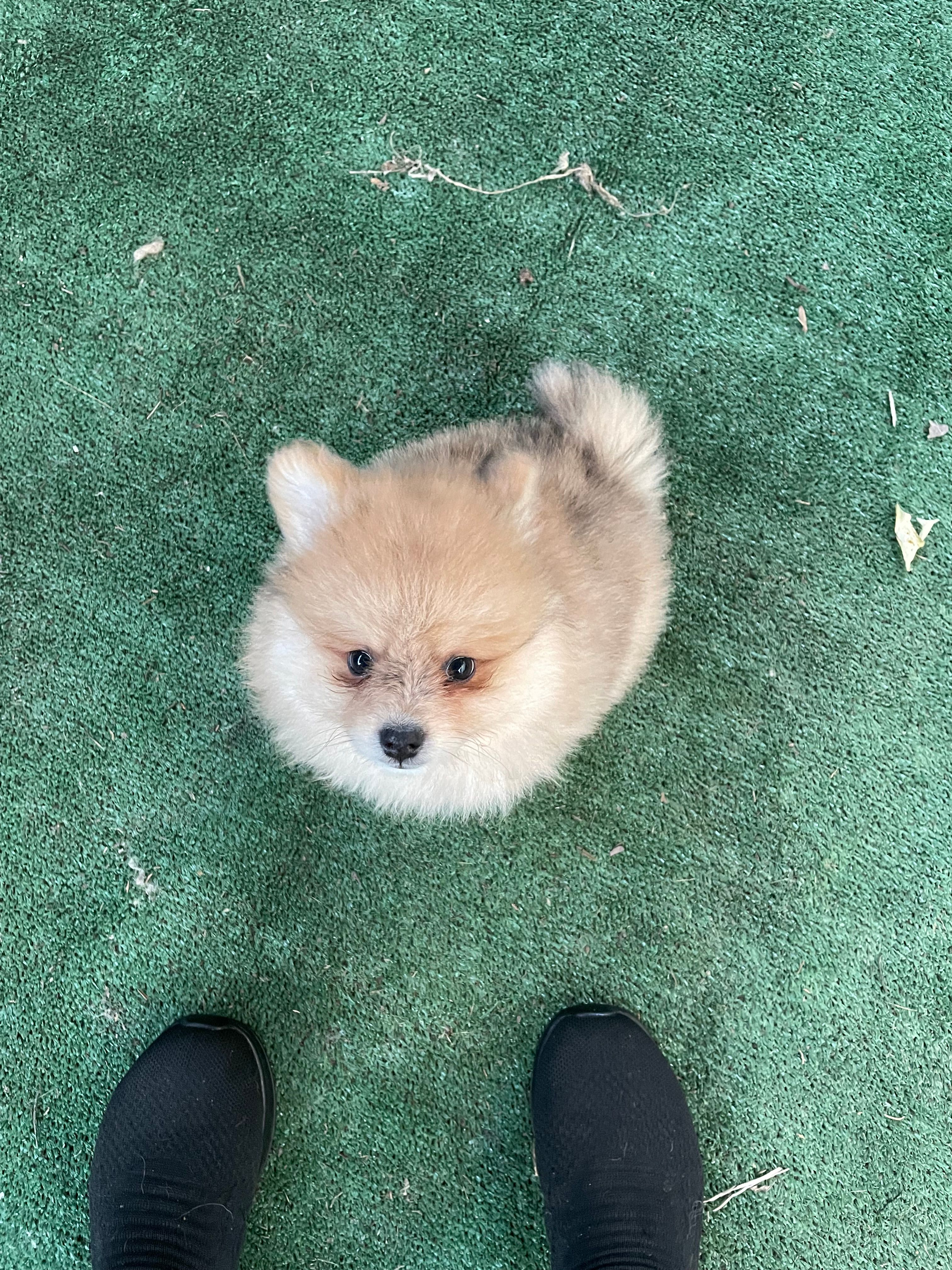 Sophy  – Pomeranian puppy for sale in Stockton, CA