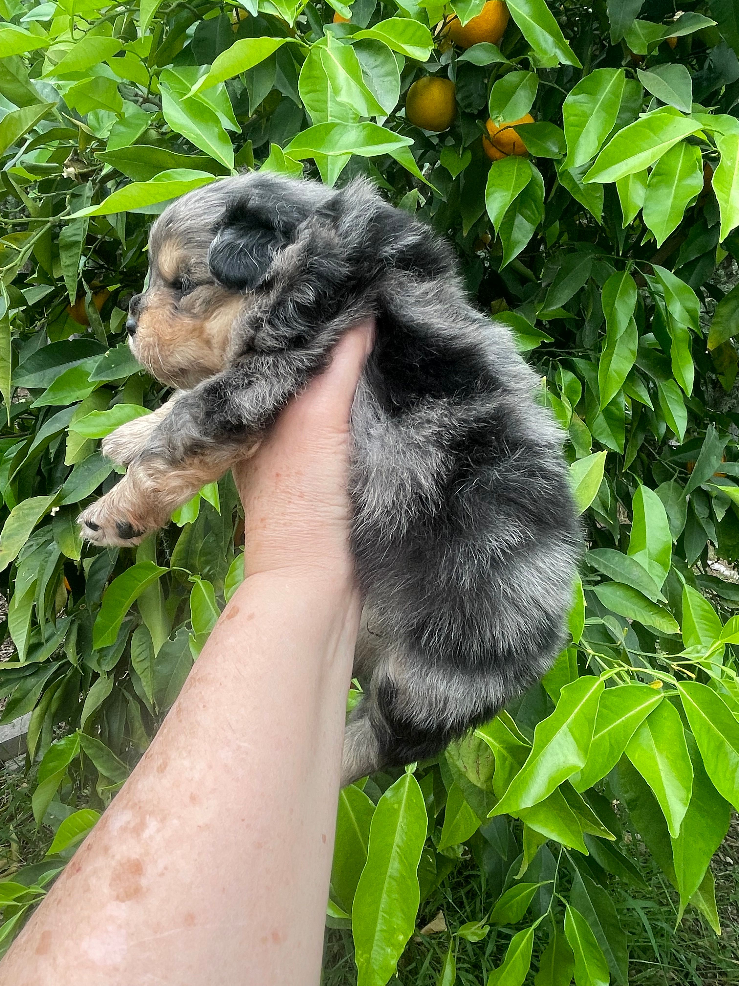 Merlina  – Pomeranian puppy for sale in Stockton, CA