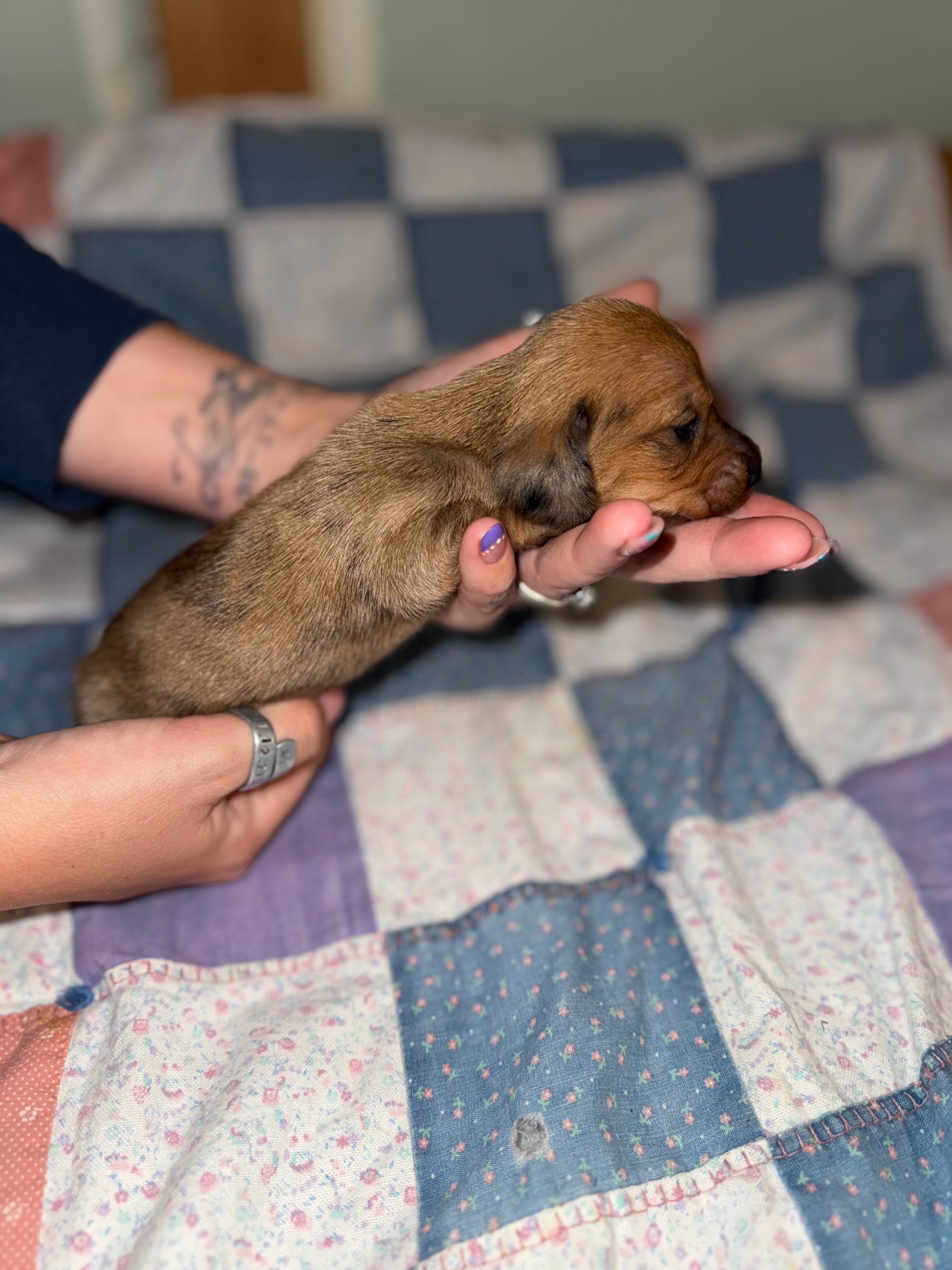 Lizzy – Miniature Dachshund puppy for sale in Cleo Springs, OK