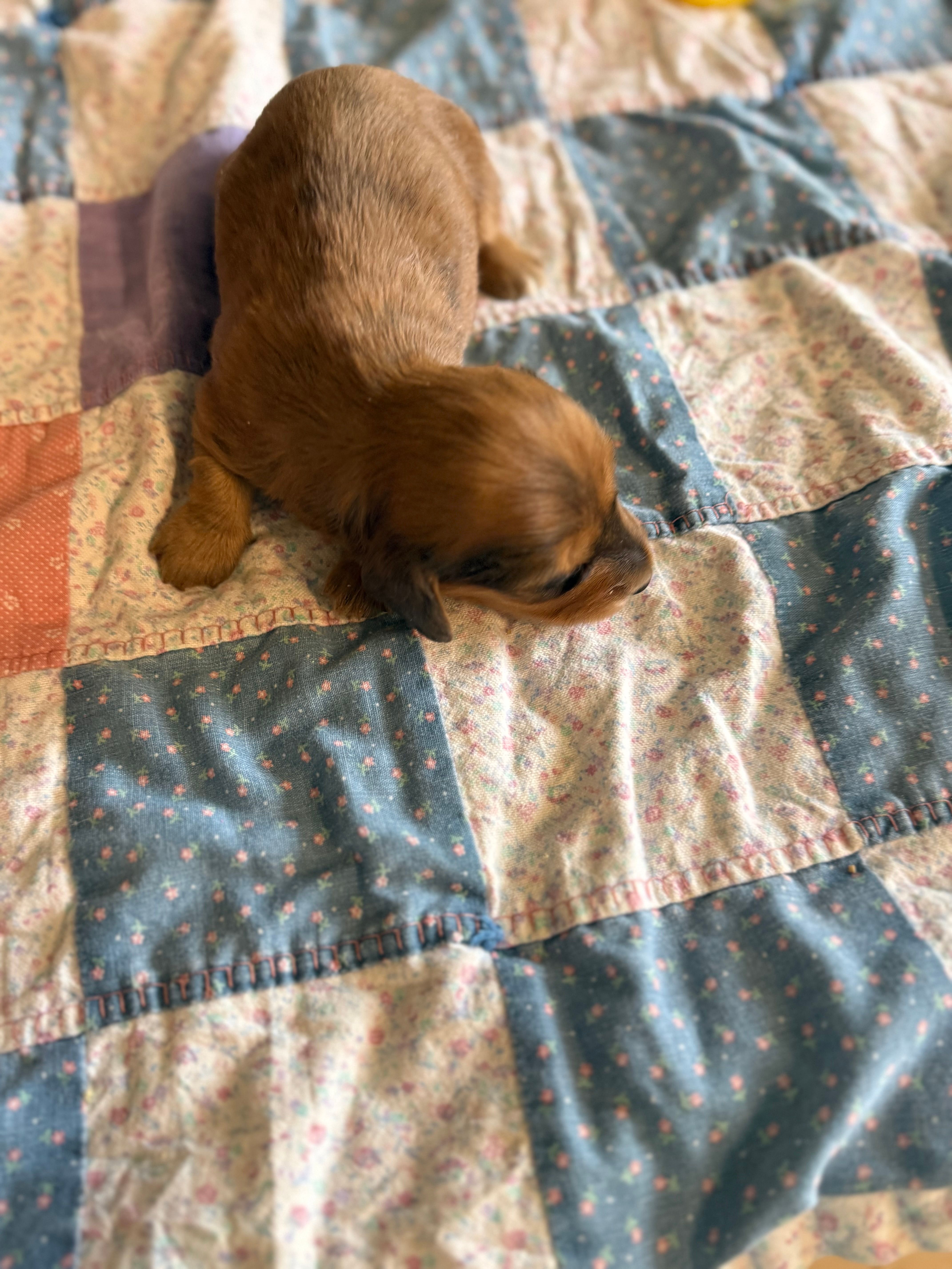 Dallie – Miniature Dachshund puppy for sale in Cleo Springs, OK