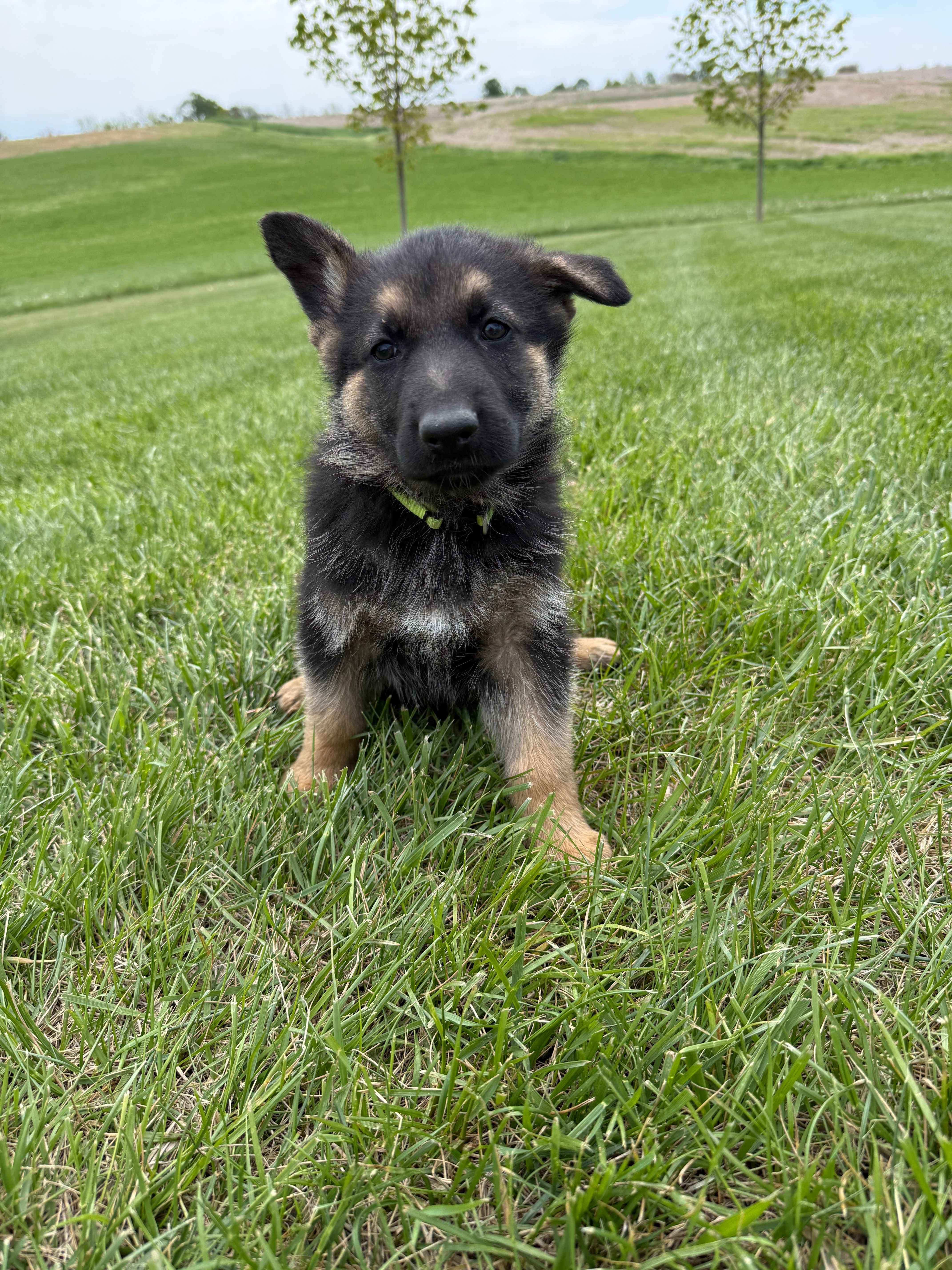 Neon – German Shepherd Dog puppy for sale in Iowa City, IA