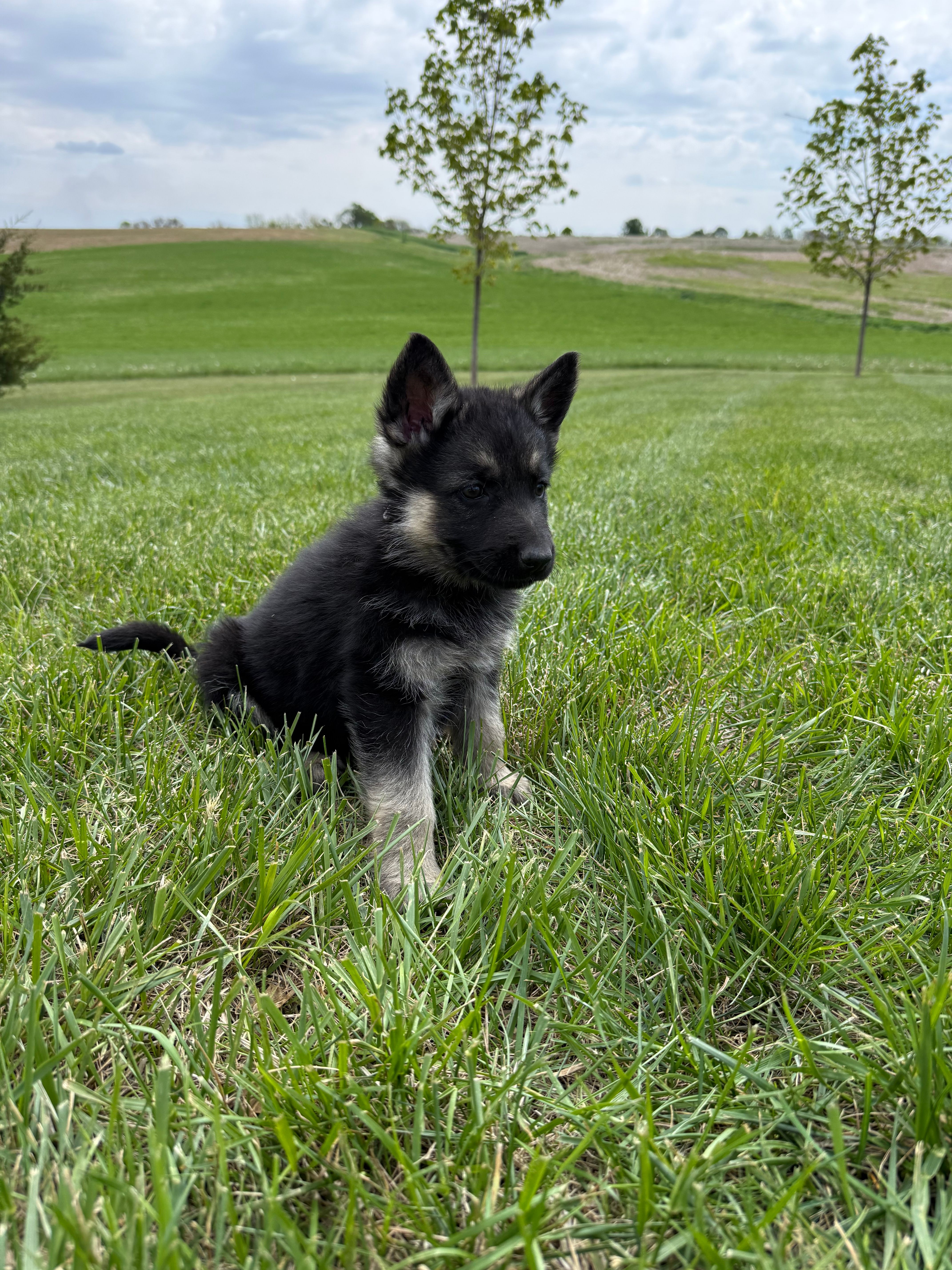 Purple – German Shepherd Dog puppy for sale in Iowa City, IA