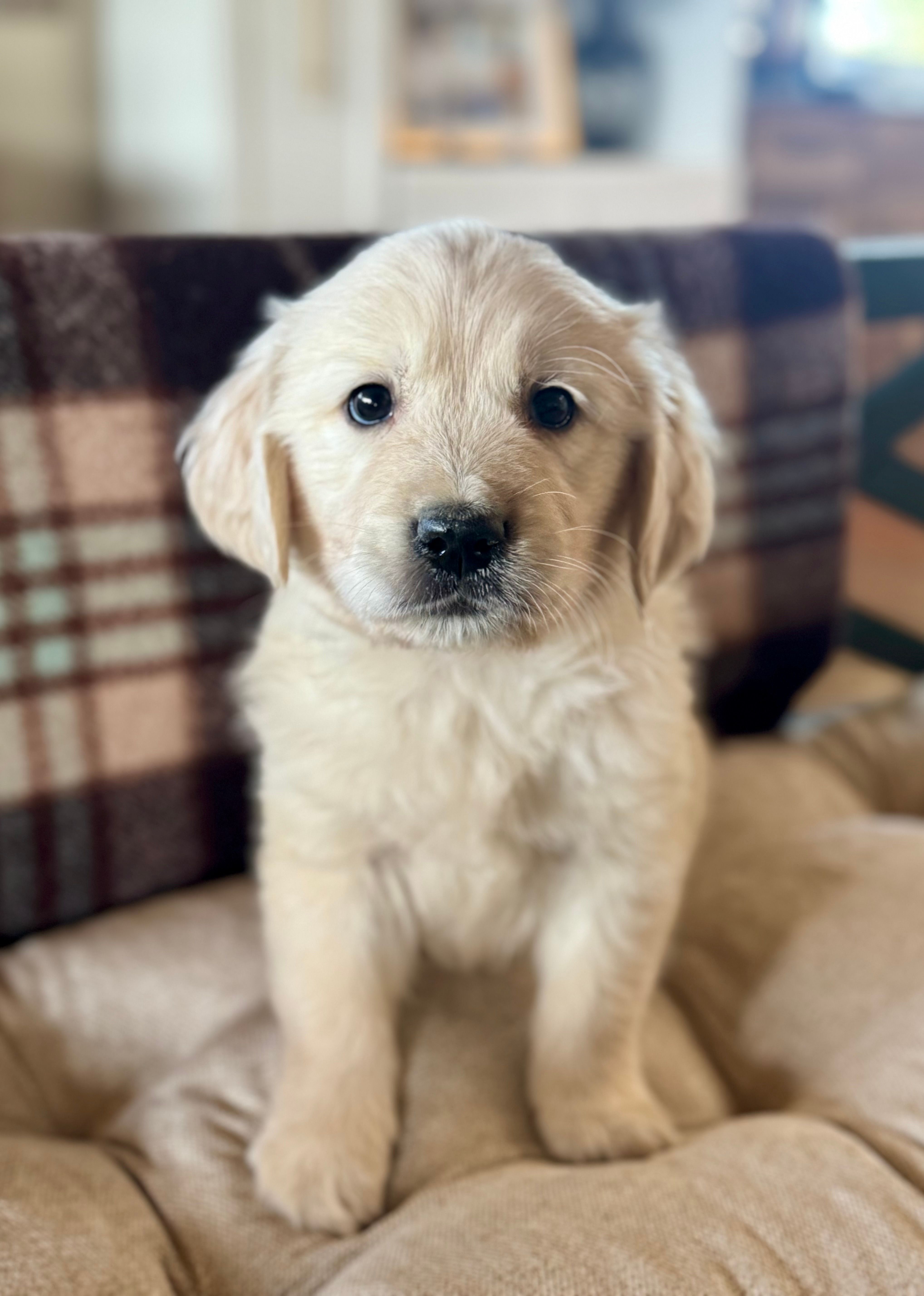 AKC William – Golden Retriever, English Cream Golden Retriever puppy for sale in Coeur d'Alene, ID