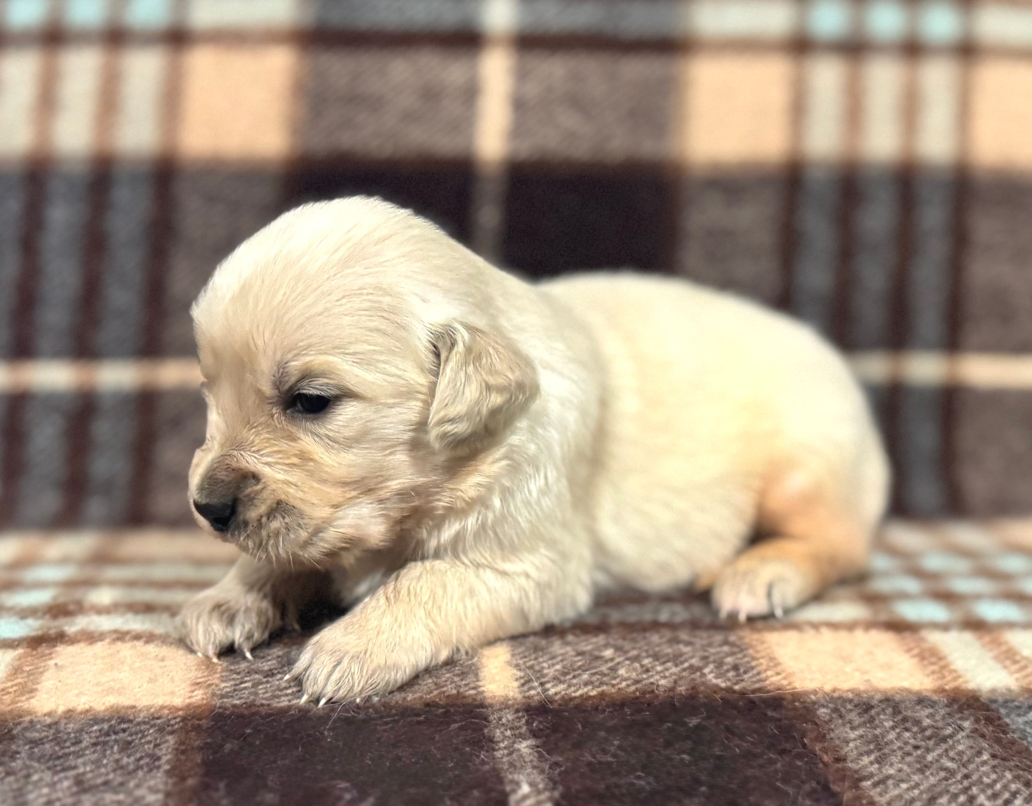 Bill – English Cream Golden Retriever puppy for sale in Coeur d'Alene, ID