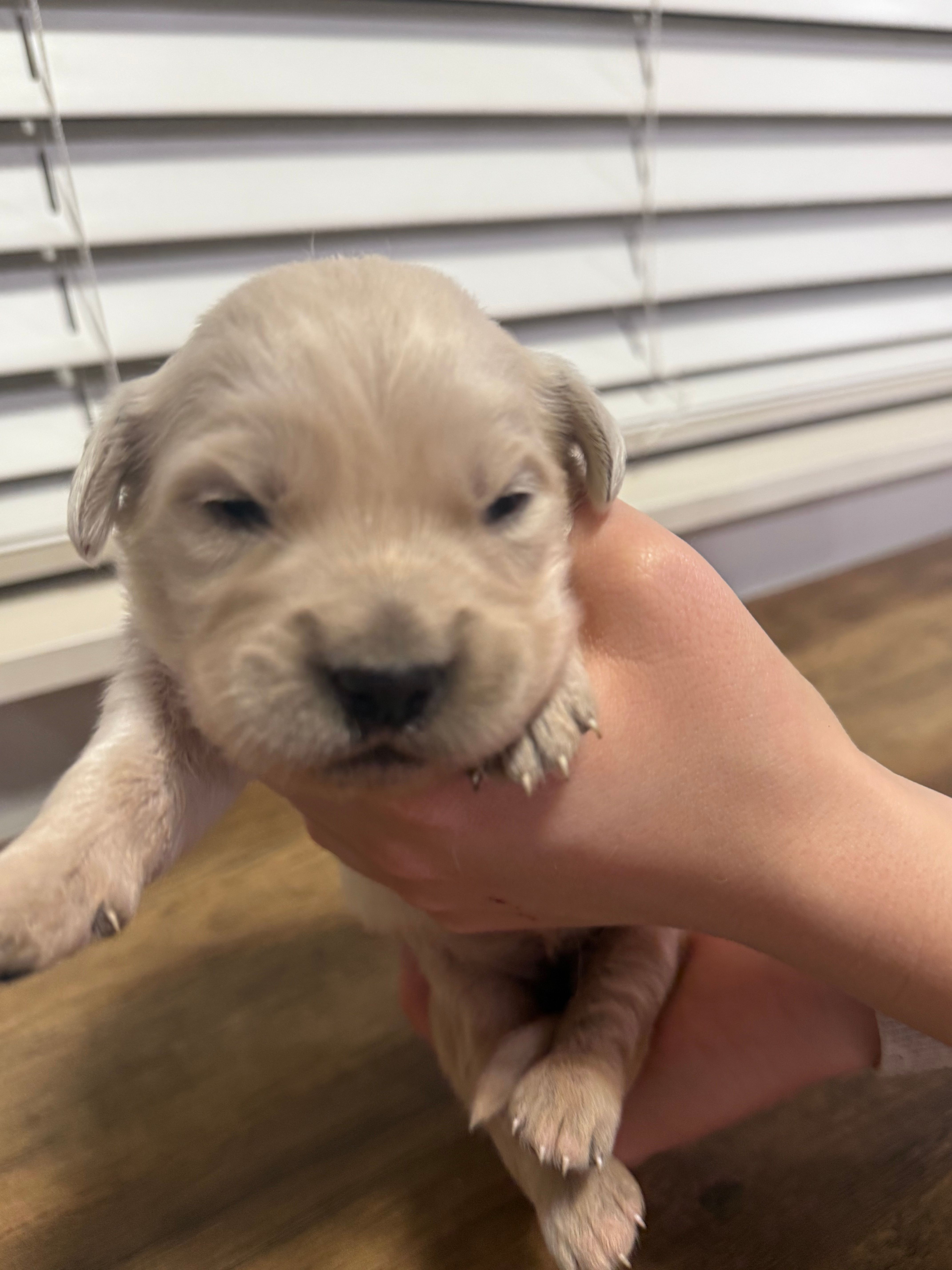 Lee – English Cream Golden Retriever puppy for sale in Coeur d'Alene, ID