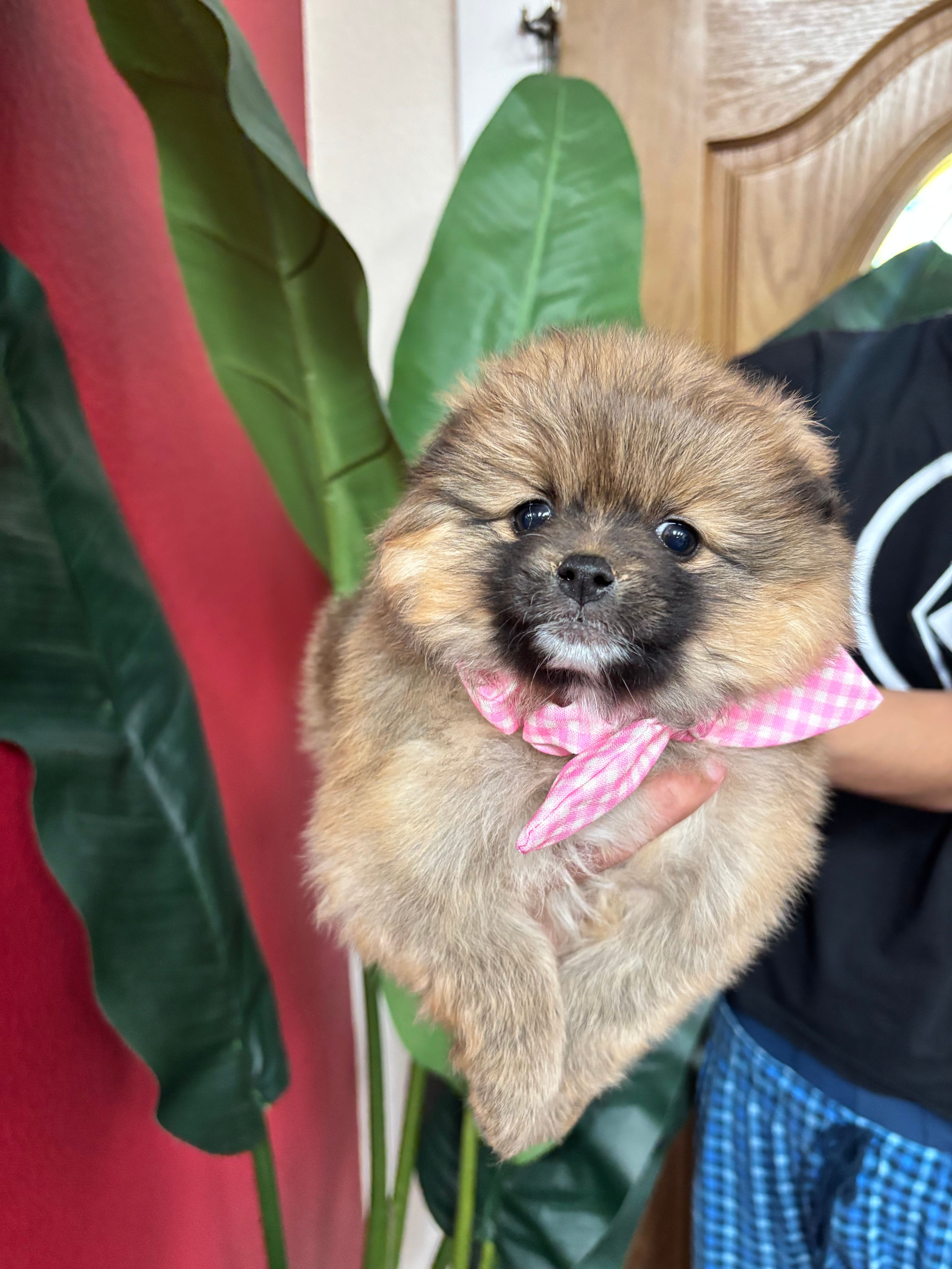 Chanel  – Pomeranian puppy for sale in Napa, CA
