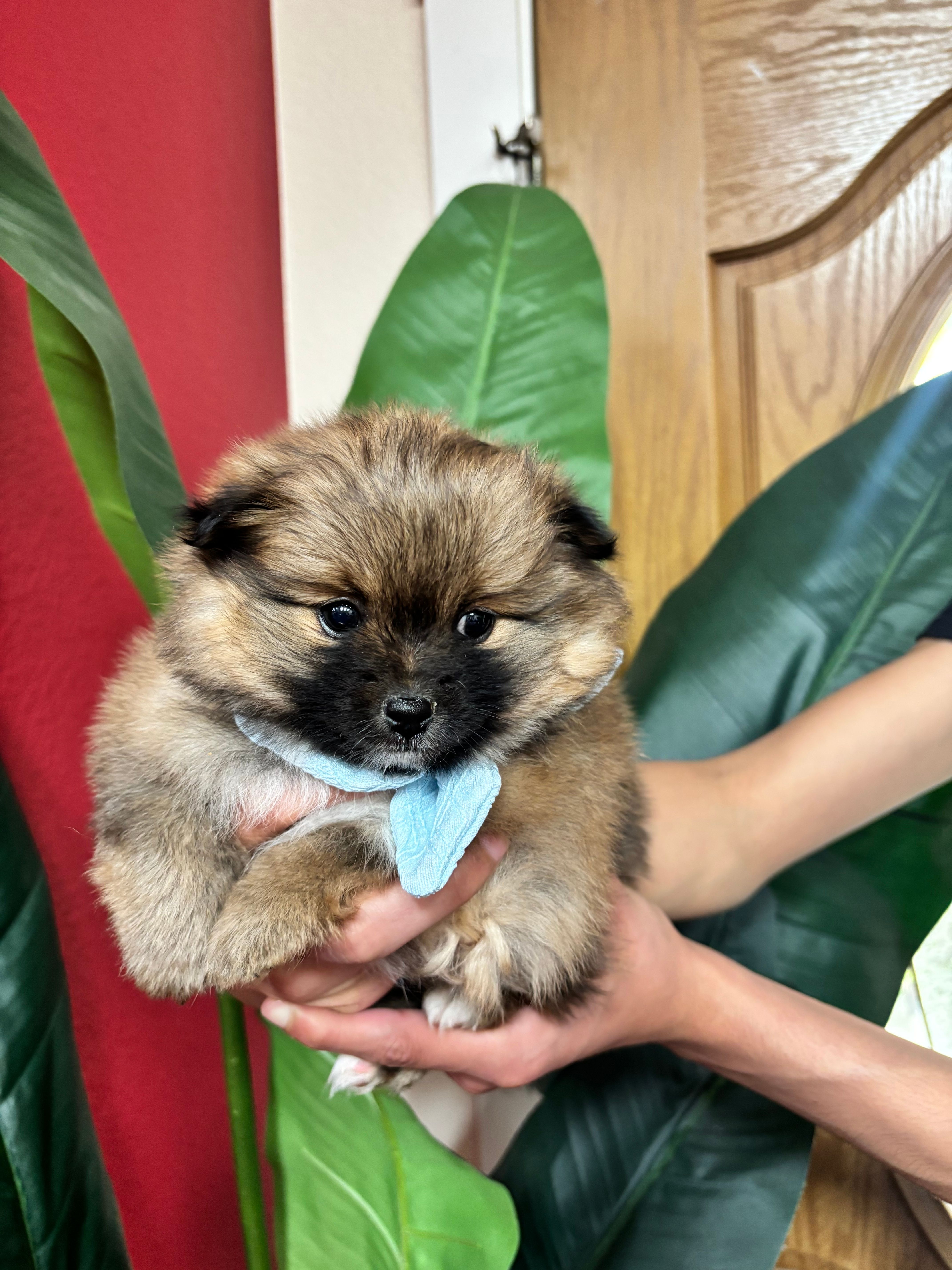 Coco Puffs – Pomeranian puppy for sale in Napa, CA