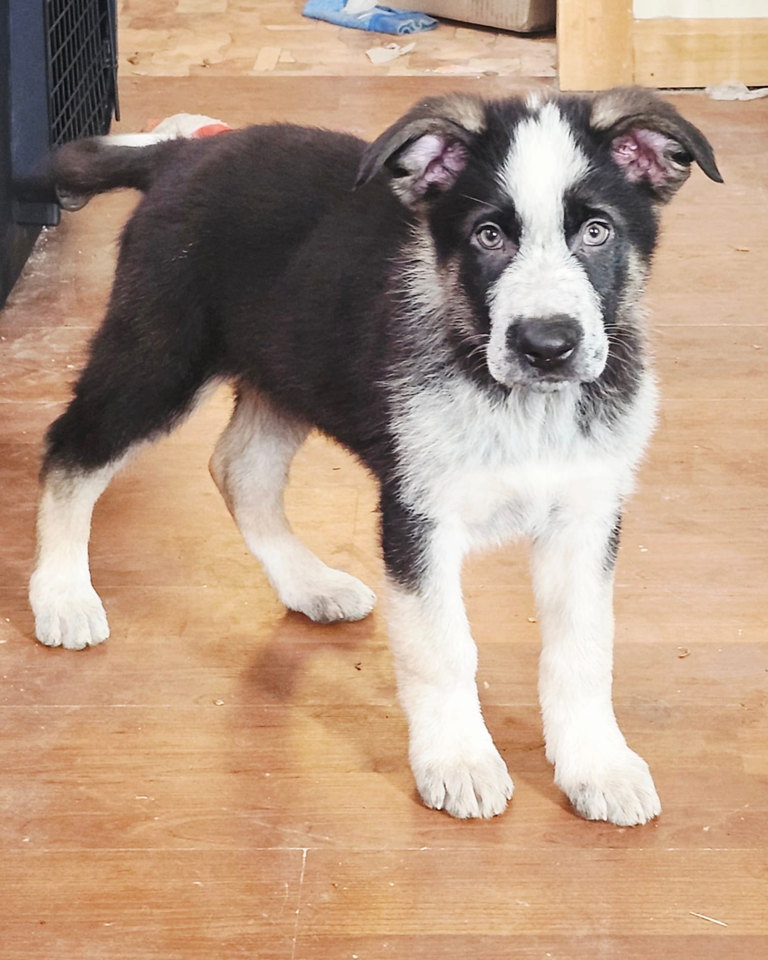 Brown Collar – German Shepherd Dog puppy for sale in Clyde, NY