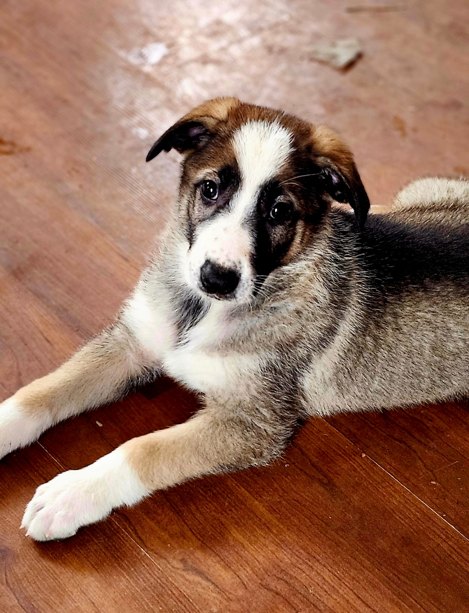 Sable Panda Female – German Shepherd Dog puppy for sale in Clyde, NY