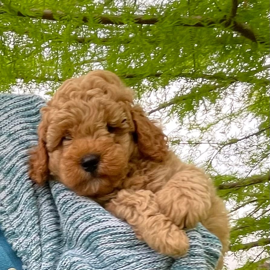 Max – Cavapoo puppy for sale in Loogootee, IN