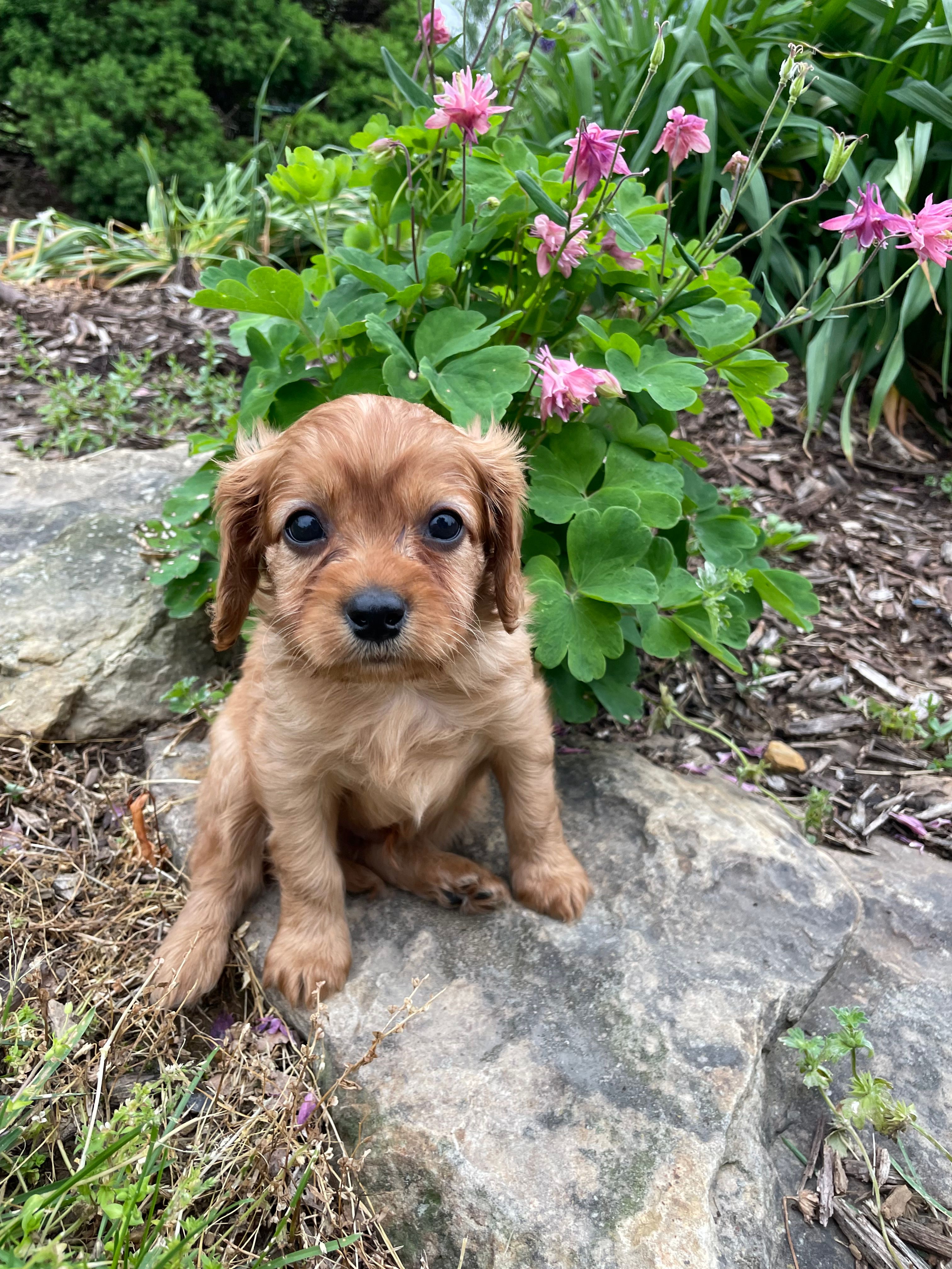 Cleo – Cavapoo puppy for sale in Loogootee, IN