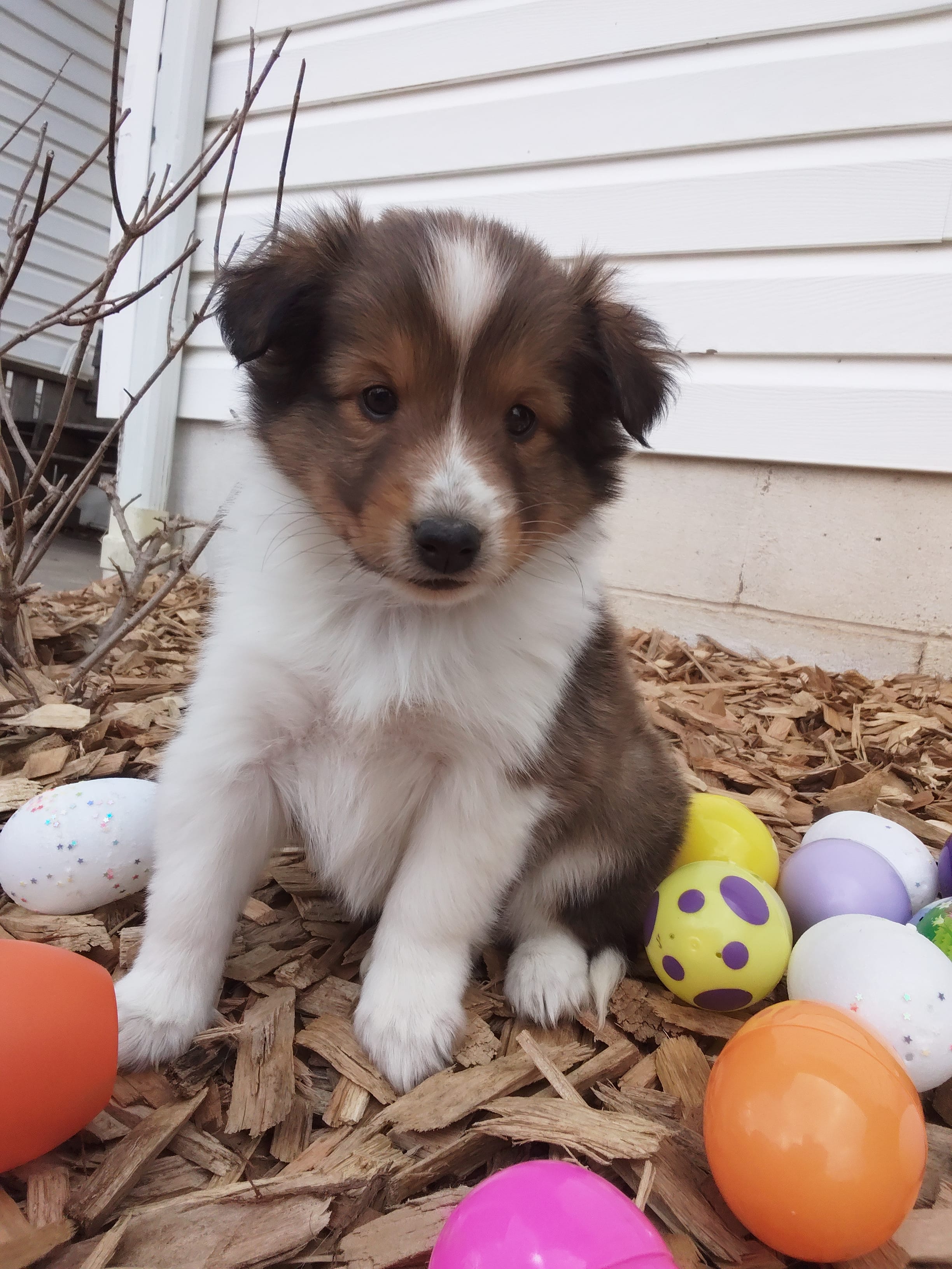 Aphrodite – Shetland Sheepdog puppy for sale in Martinsburg, PA