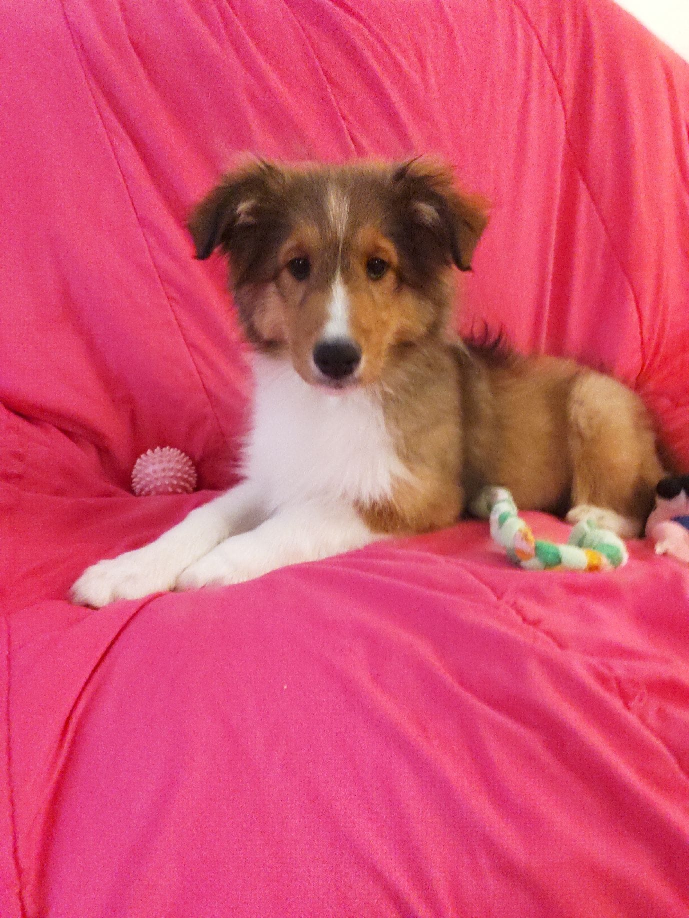 Hazel – Shetland Sheepdog puppy on hold in Martinsburg, PA