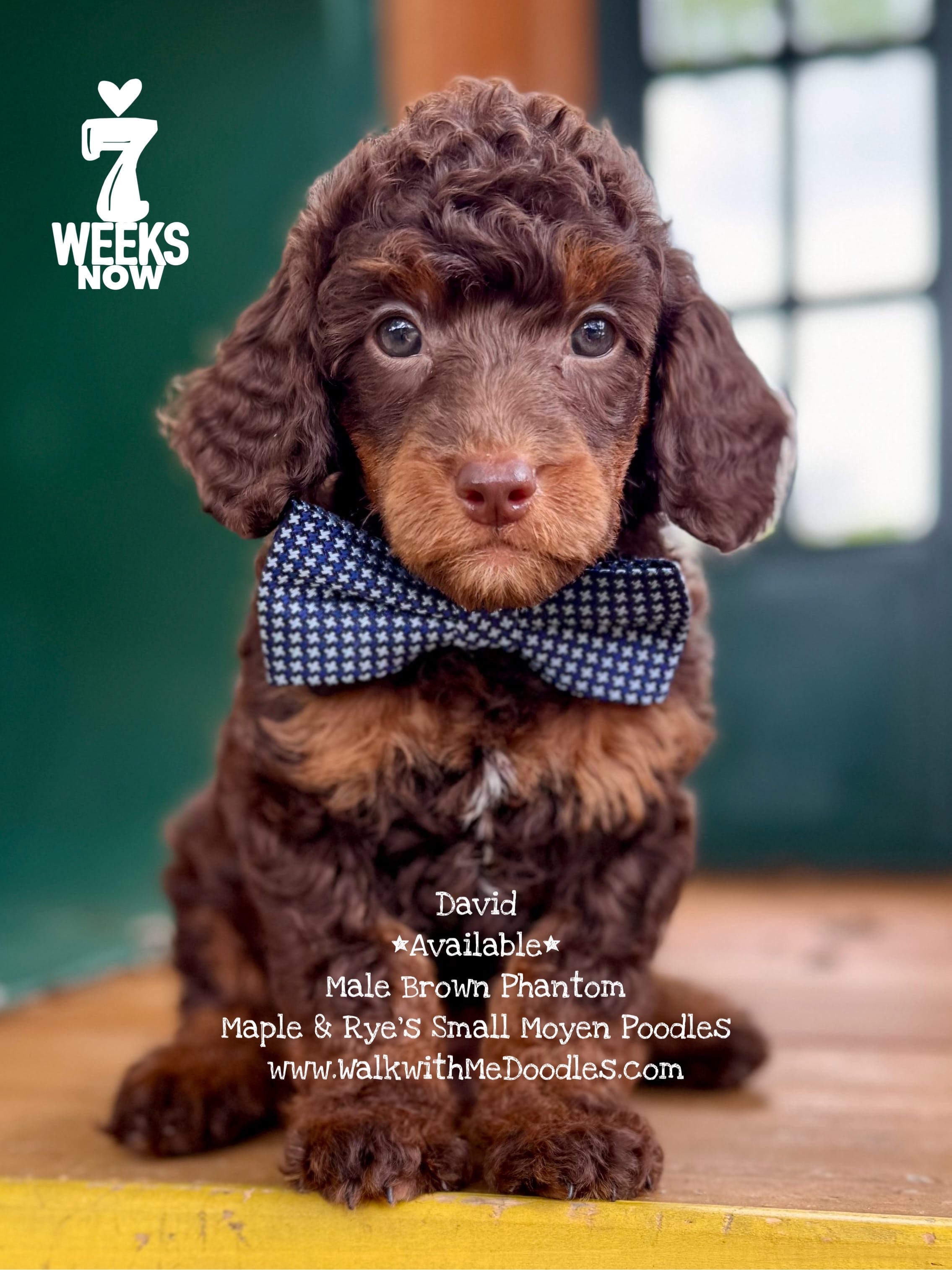 David – Poodle - Miniature , Poodle - Standard  puppy for sale in Orange, TX