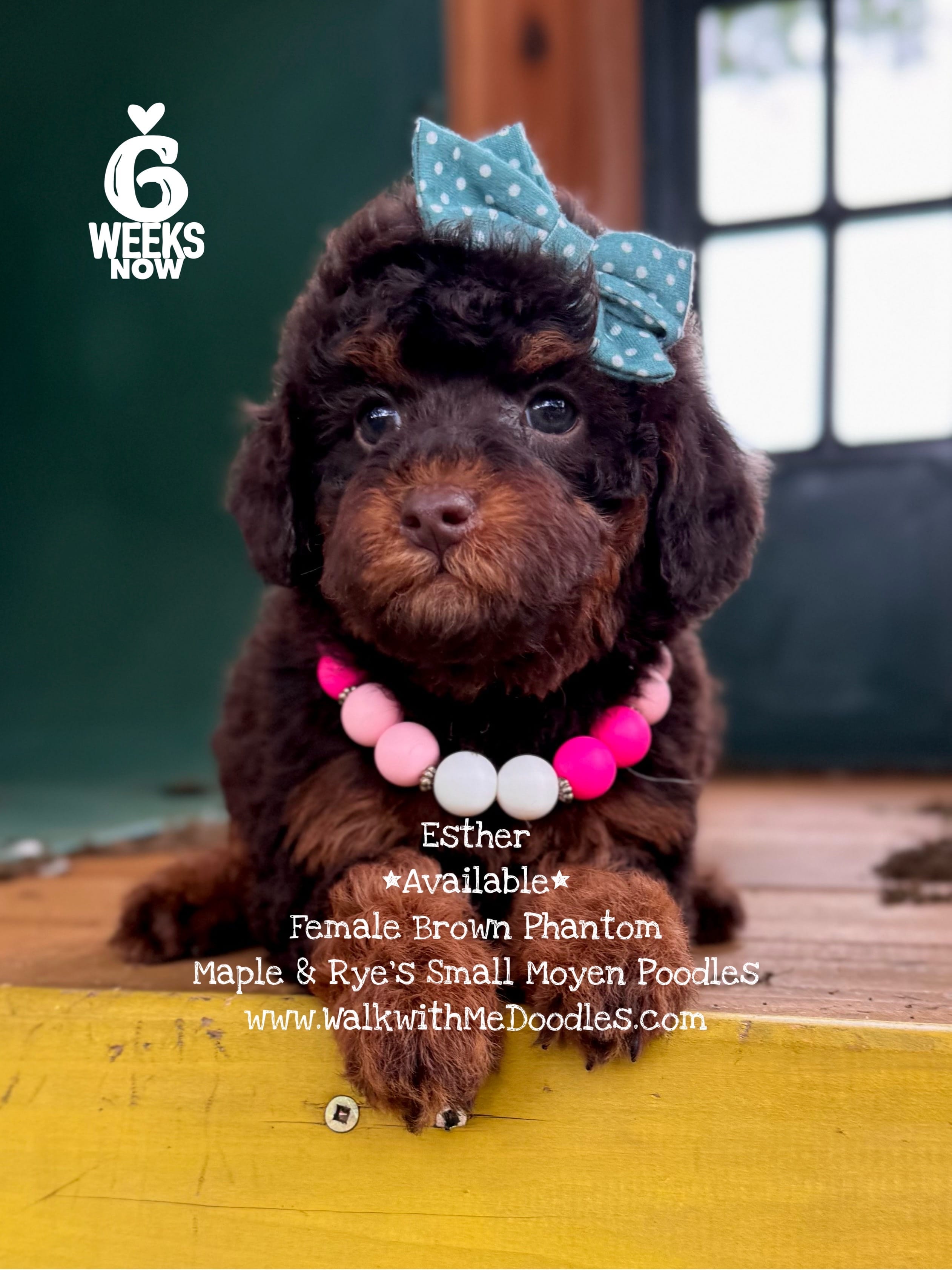 Esther – Poodle - Miniature , Poodle - Standard  puppy for sale in Orange, TX