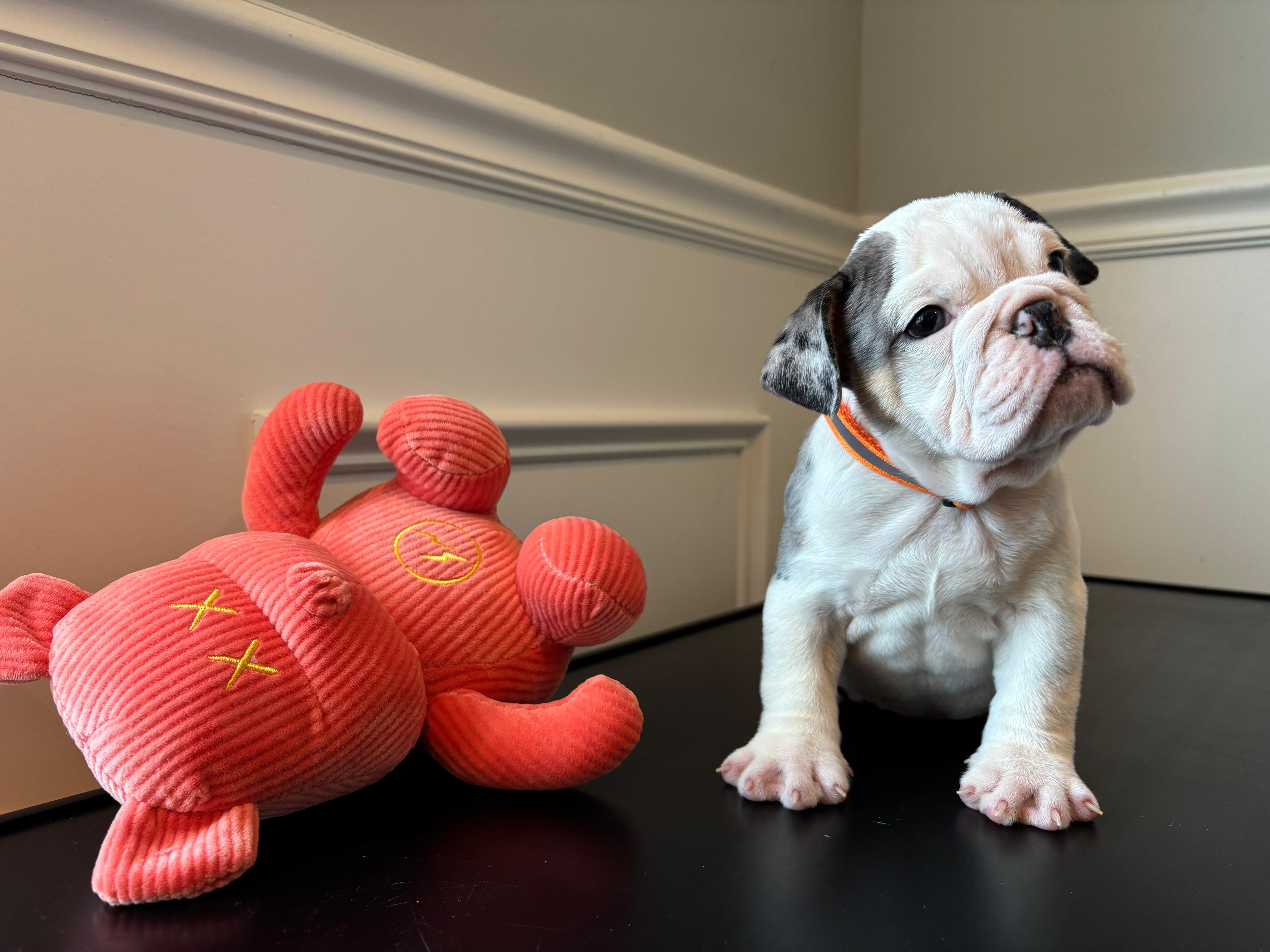 Puppy 3 – English Bulldog puppy for sale in Boston, MA