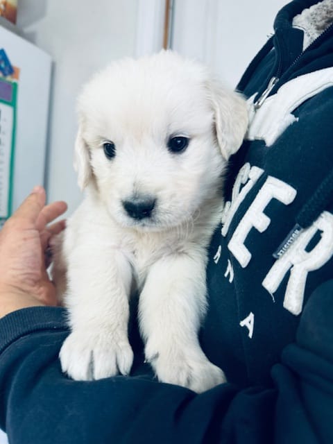 AKC BOY 1-1 – Golden Retriever puppy for sale in Pomona, CA