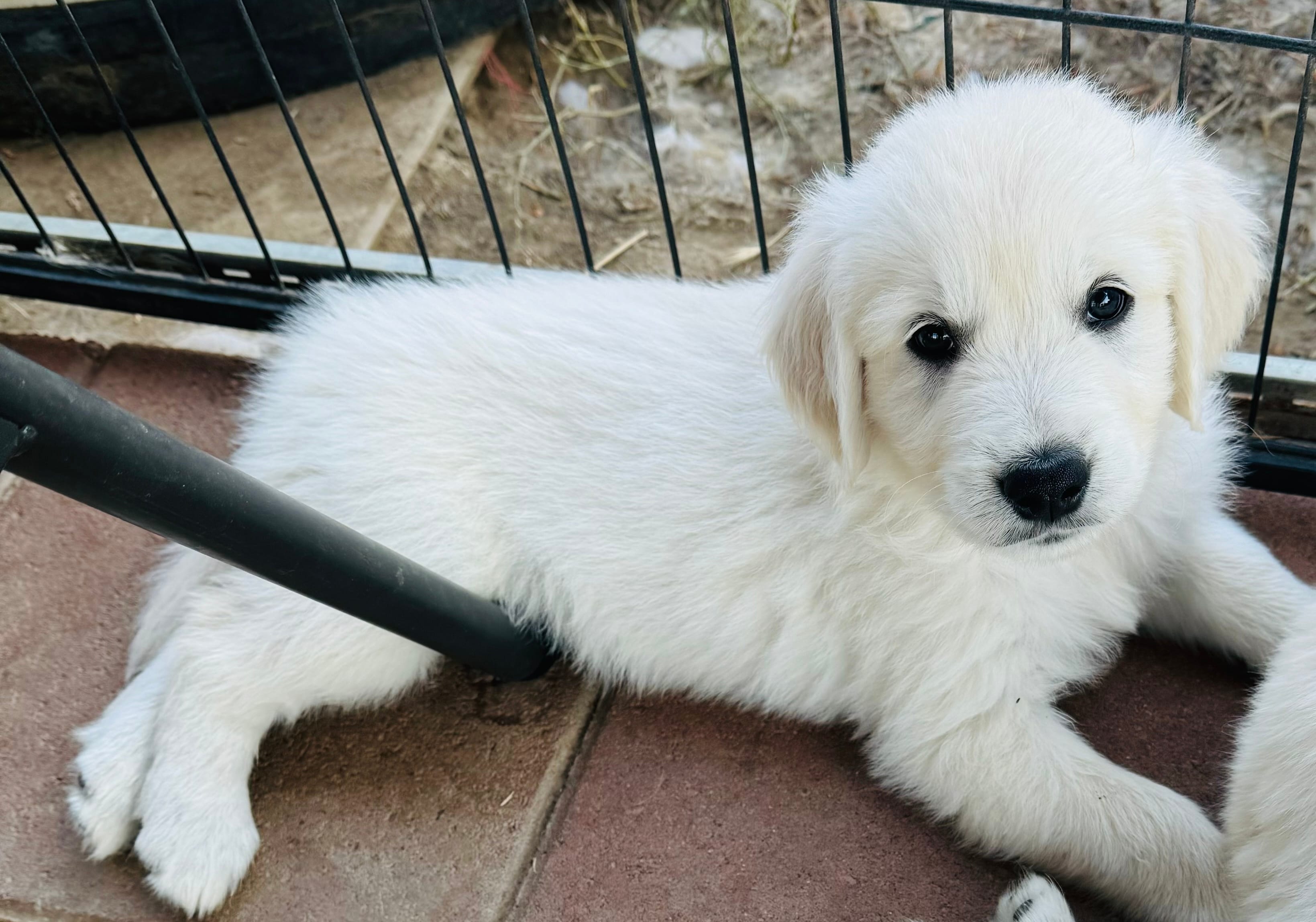 AKC English Cream BOY 6 – English Cream Golden Retriever puppy for sale in Pomona, CA