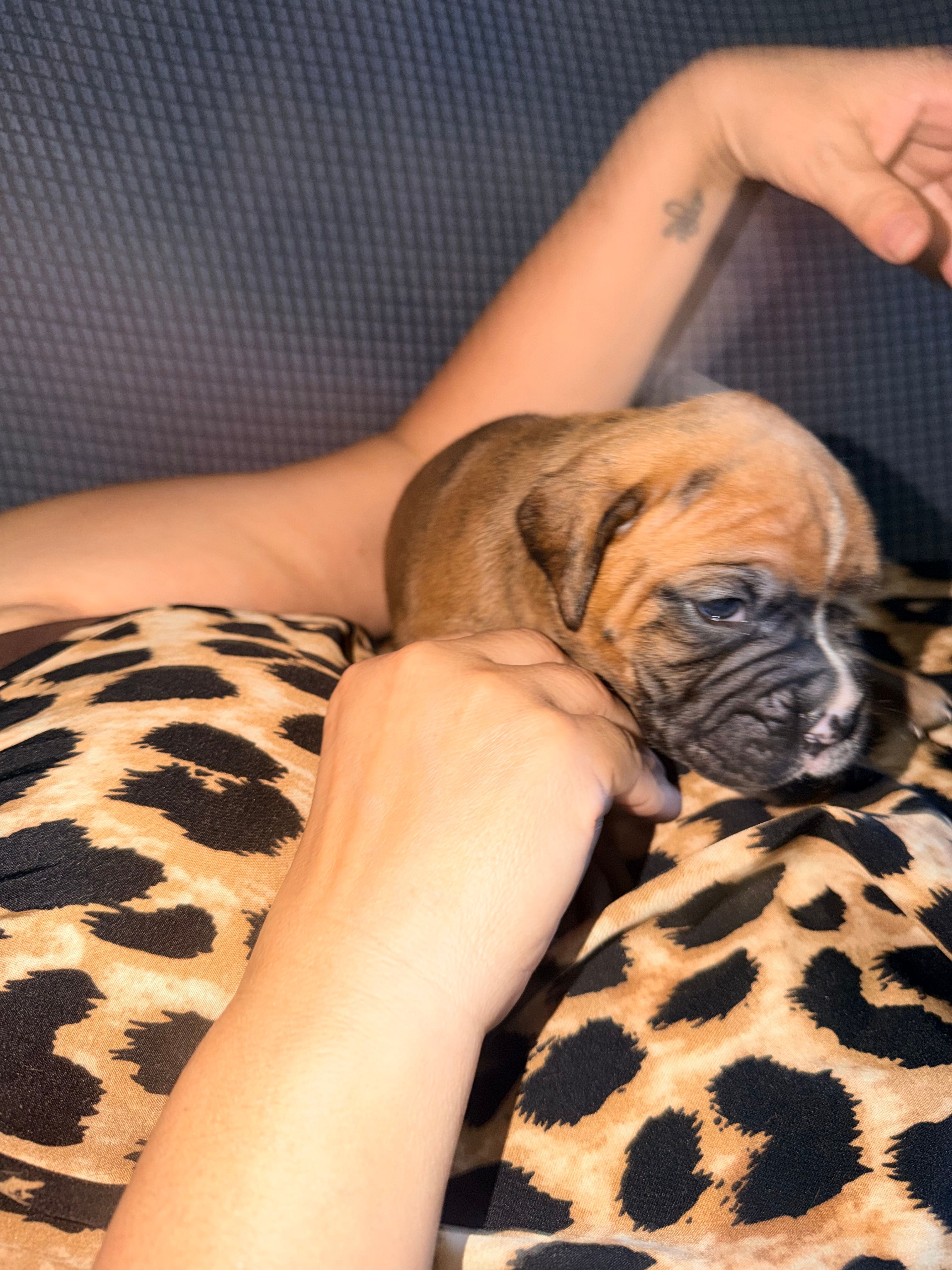 Mariah – Boxer puppy for sale in Hawaiian Gardens, CA