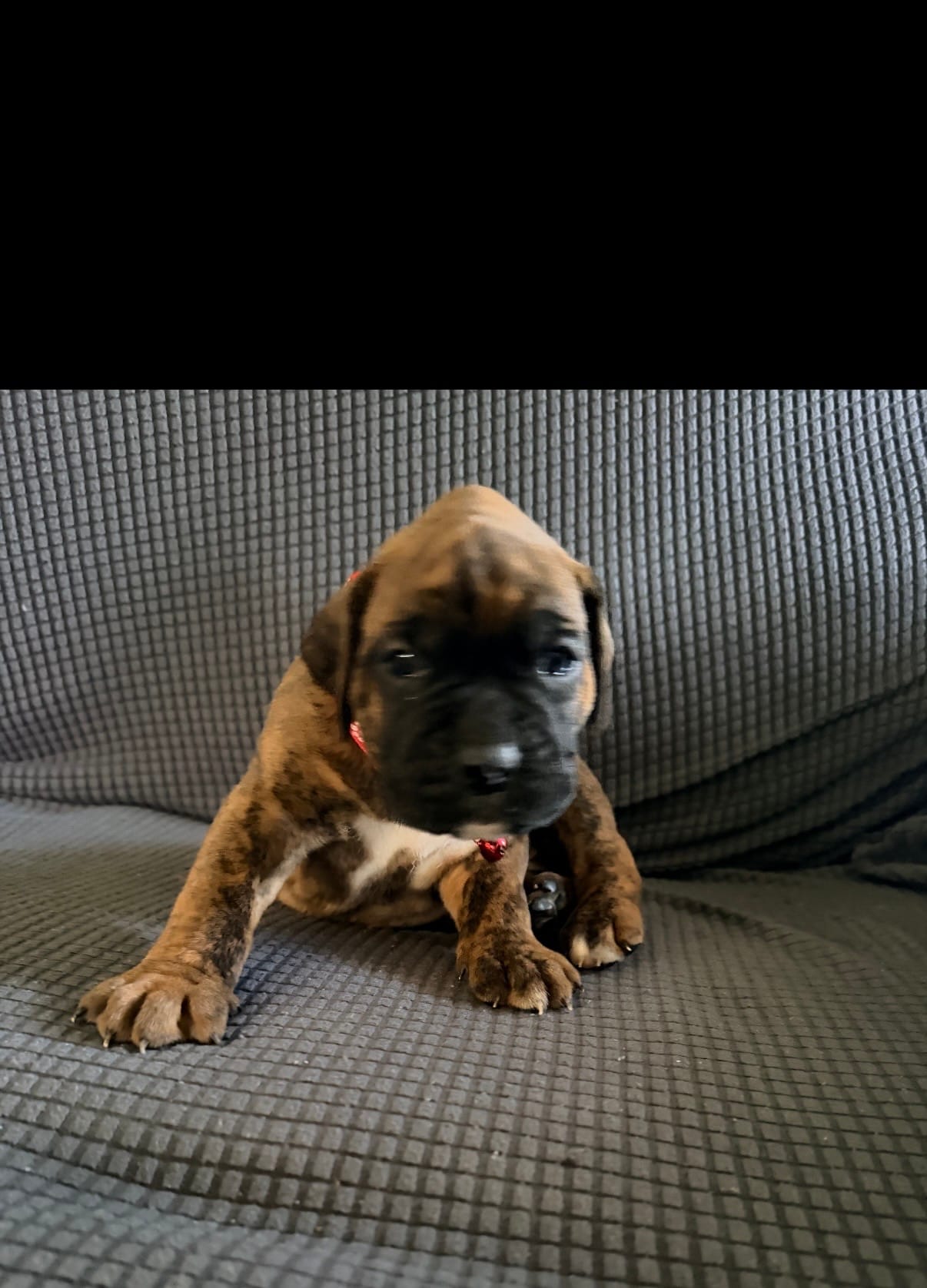 Bumblebee  – Boxer puppy on hold in Hawaiian Gardens, CA