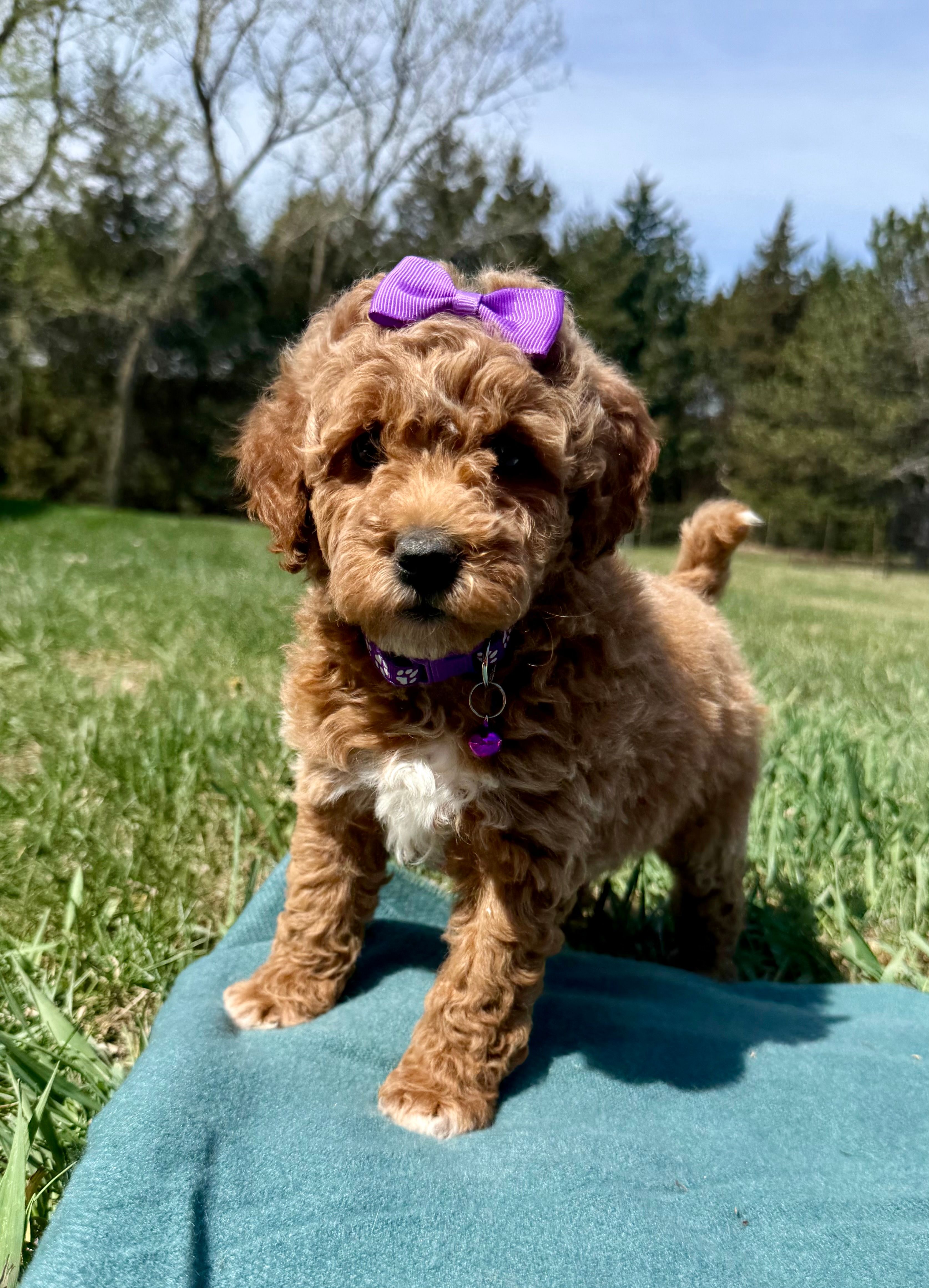Purple – Miniature Goldendoodle puppy for sale in Norfolk, NE