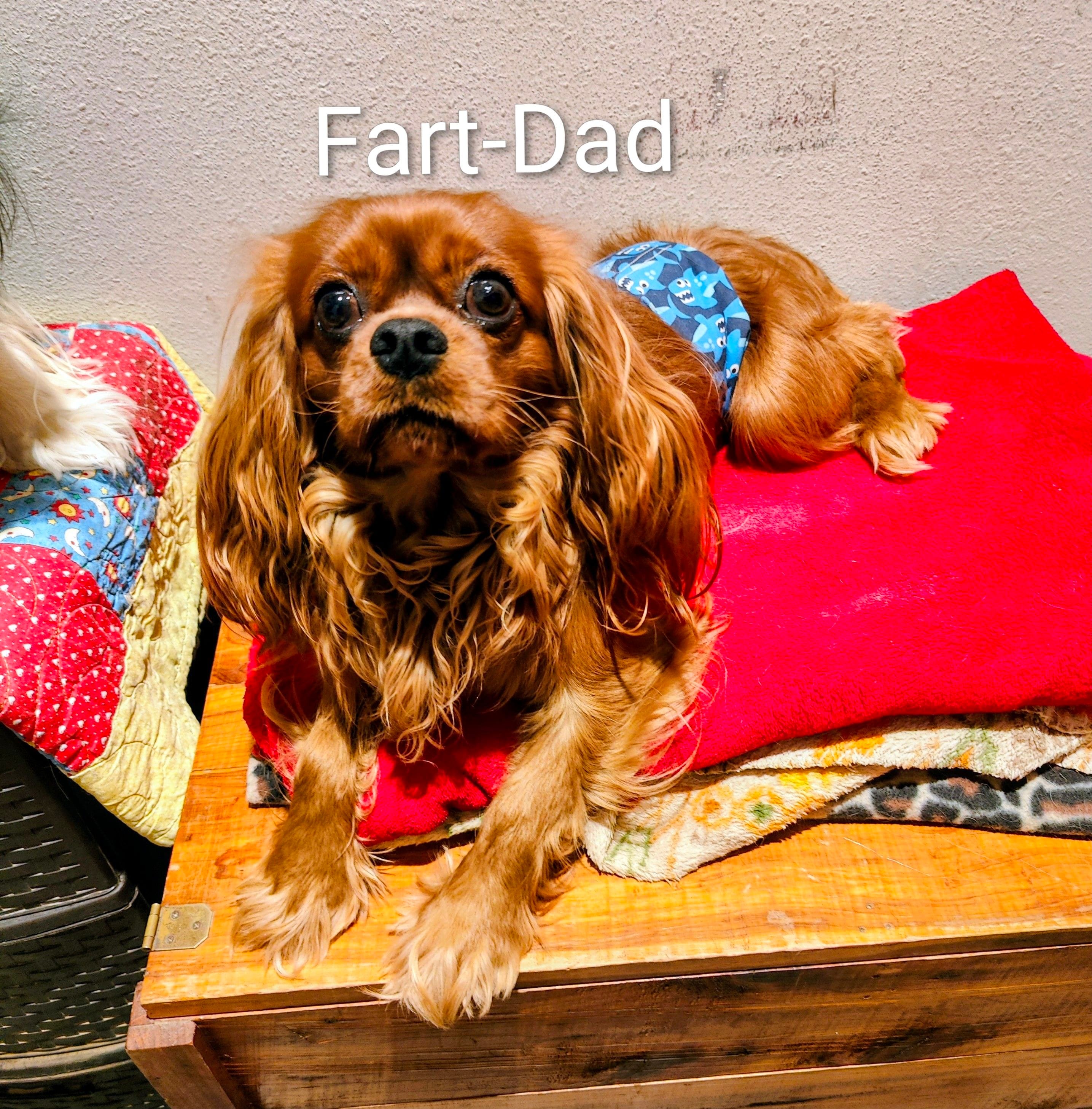 Aesha, a female Cavalier King Charles Spaniel for sale in Neosho, MO – Photo 3 of 3