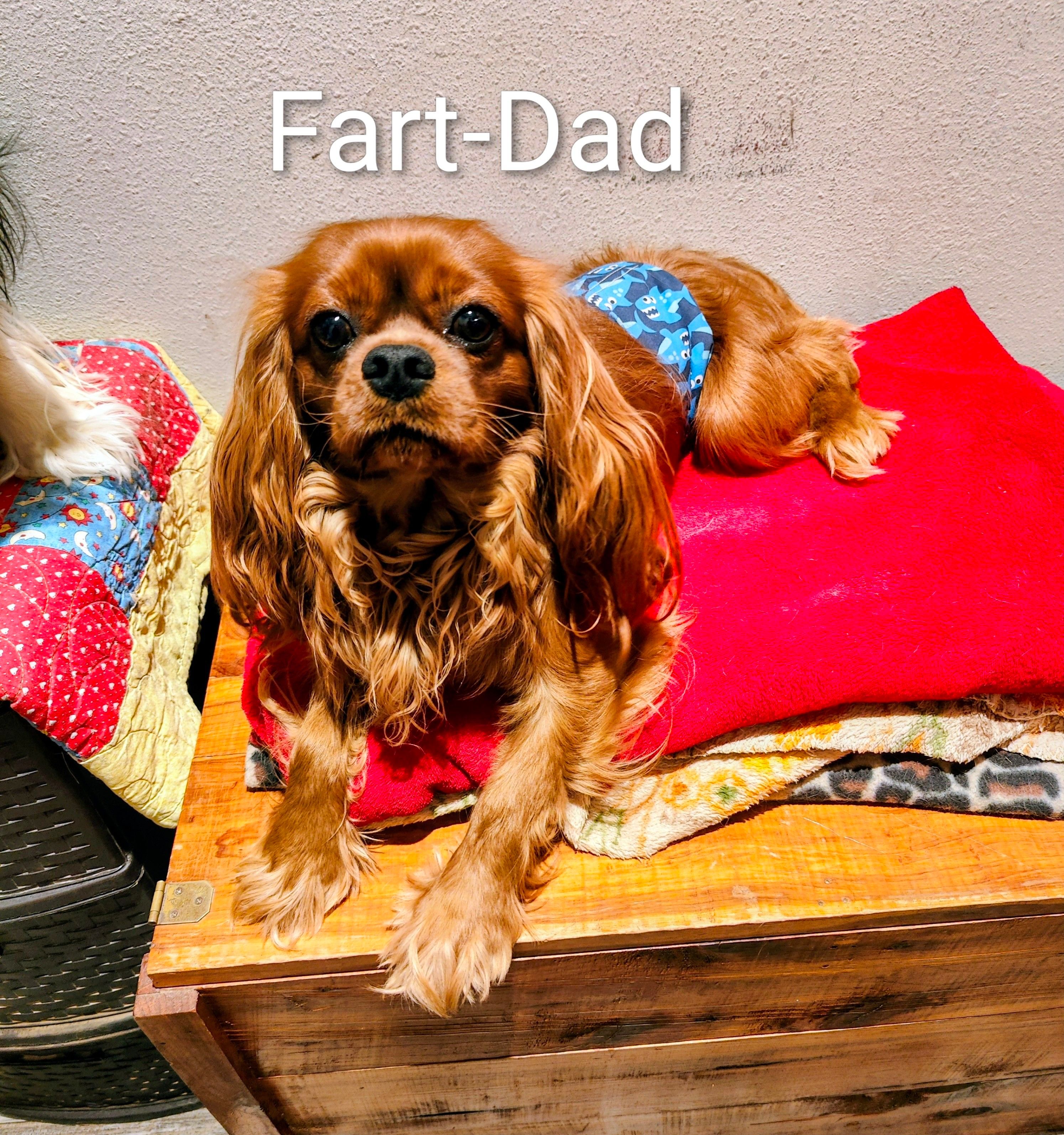 Hannah, a female Cavalier King Charles Spaniel for sale in Neosho, MO – Photo 3 of 3