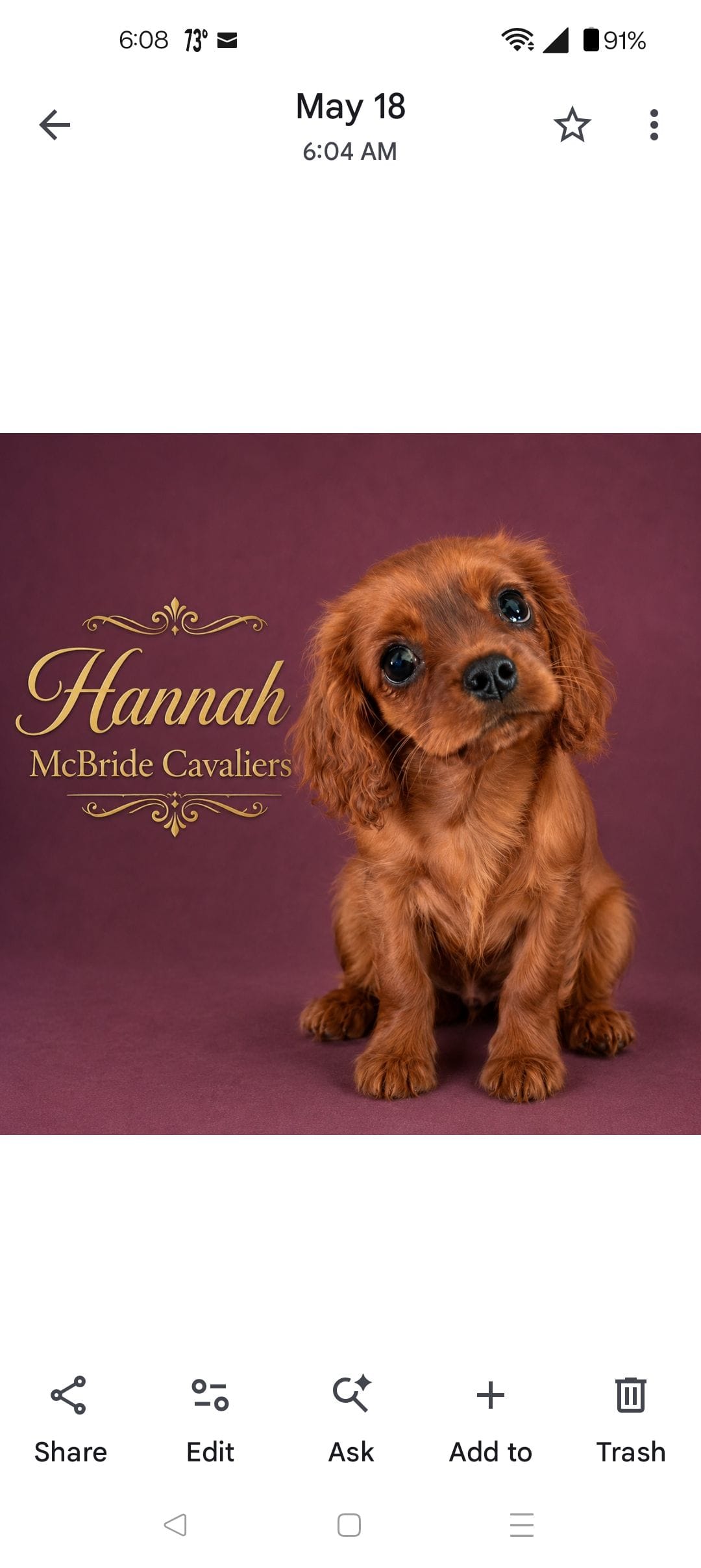 Hannah – Cavalier King Charles Spaniel puppy for sale in Neosho, MO