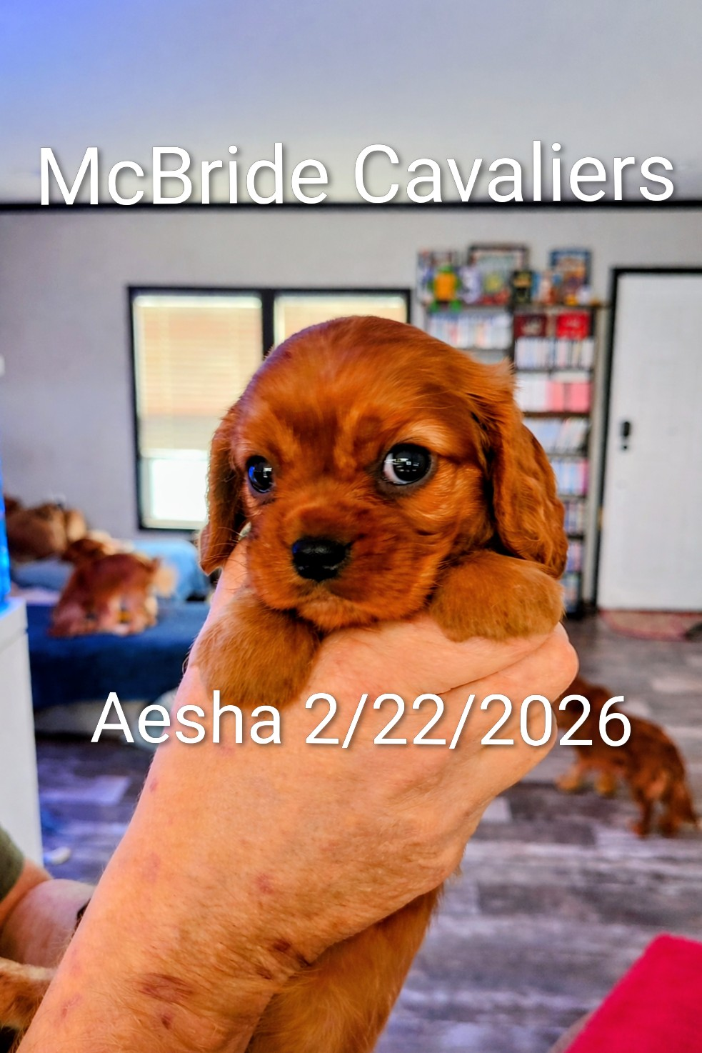 Aesha – Cavalier King Charles Spaniel puppy for sale in Neosho, MO