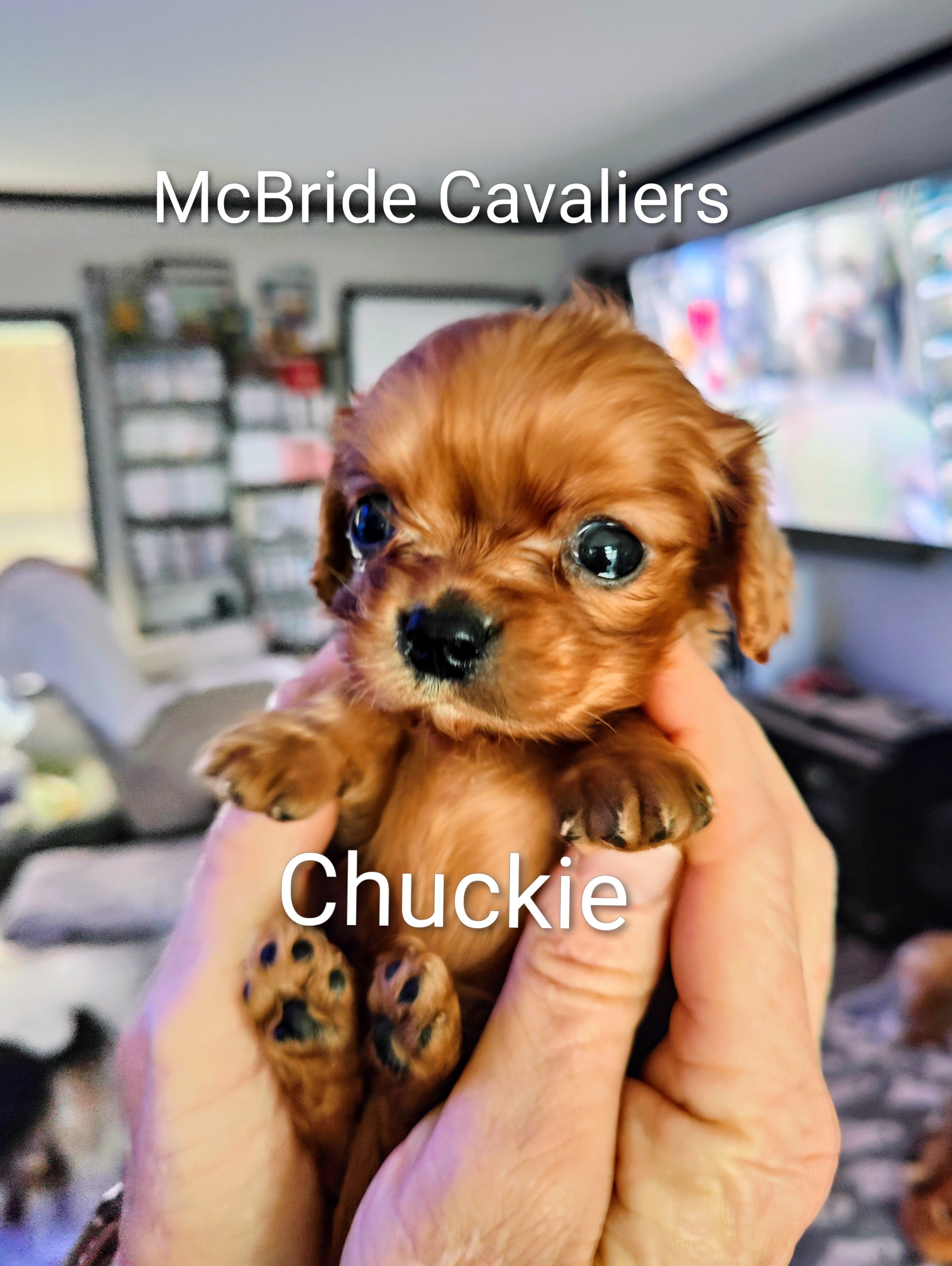 Chuckie – Cavalier King Charles Spaniel puppy on hold in Neosho, MO