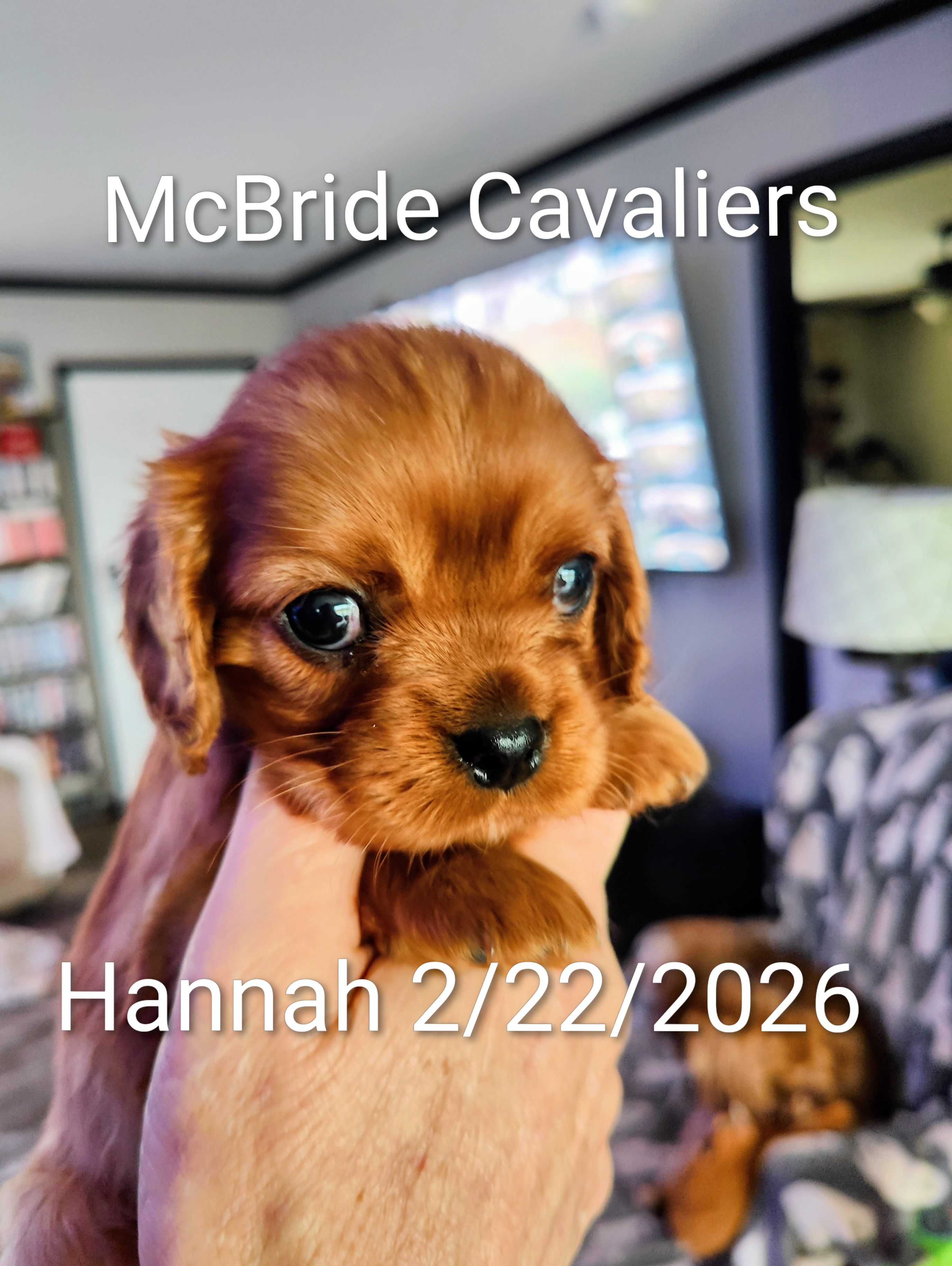 Hannah – Cavalier King Charles Spaniel puppy for sale in Neosho, MO
