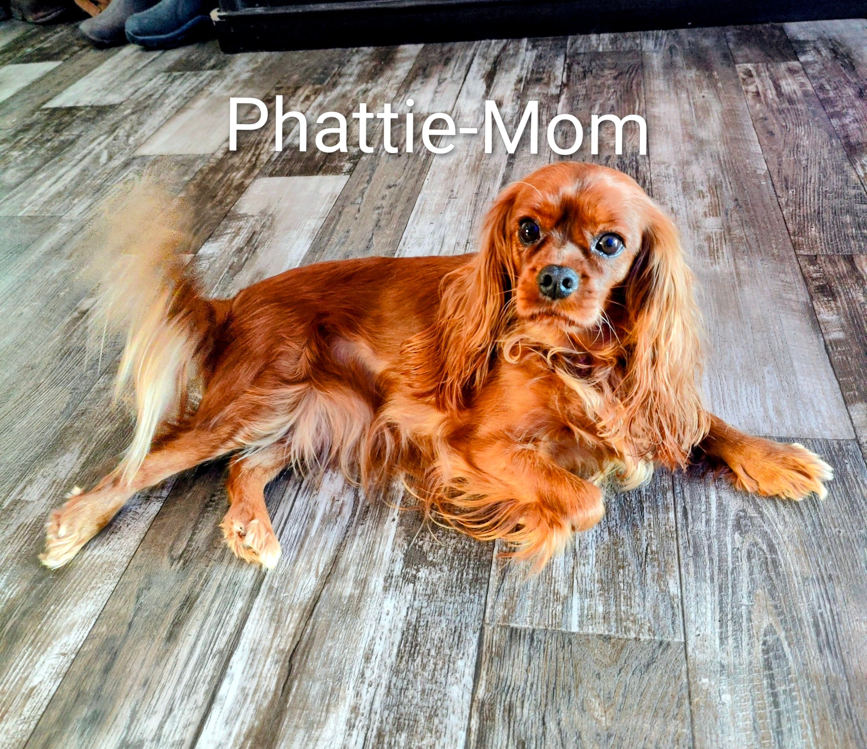 Hannah, a female Cavalier King Charles Spaniel for sale in Neosho, MO – Photo 2 of 3