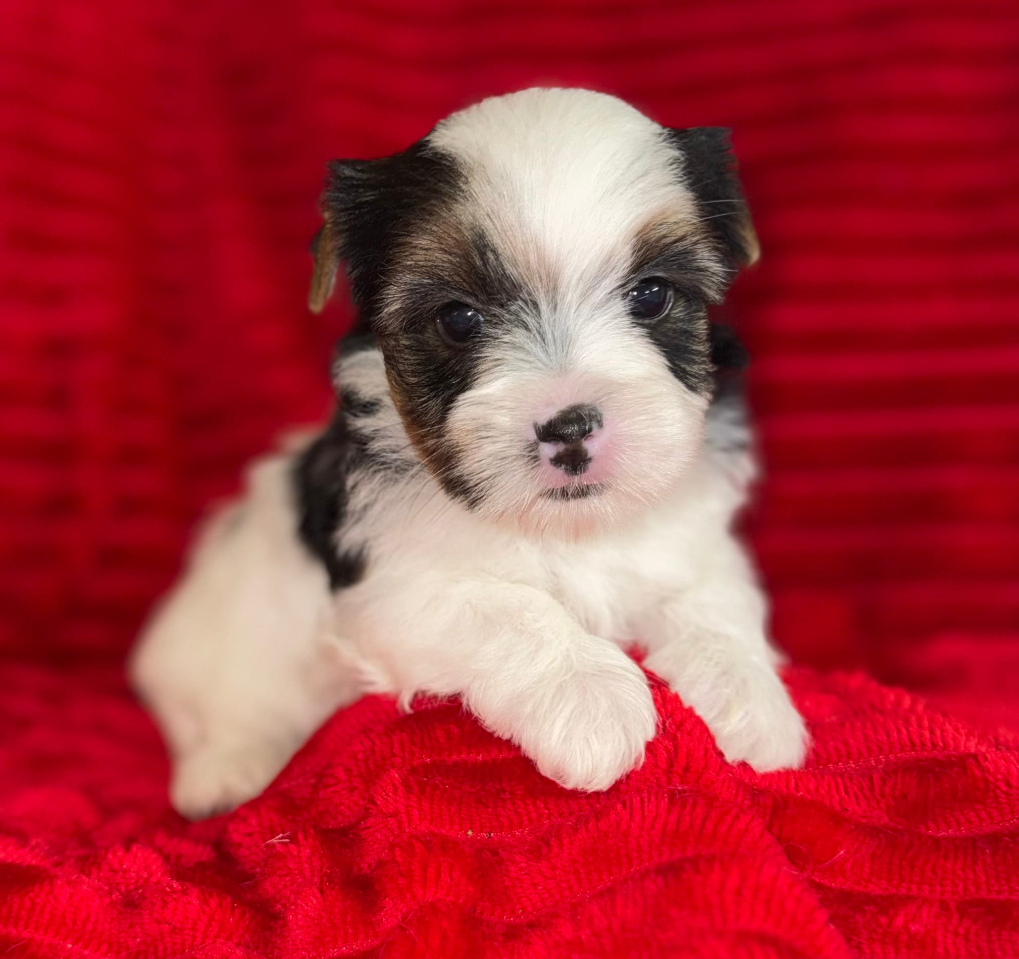 Lenny – Yorkshire Terrier puppy for sale in Fletcher, OK