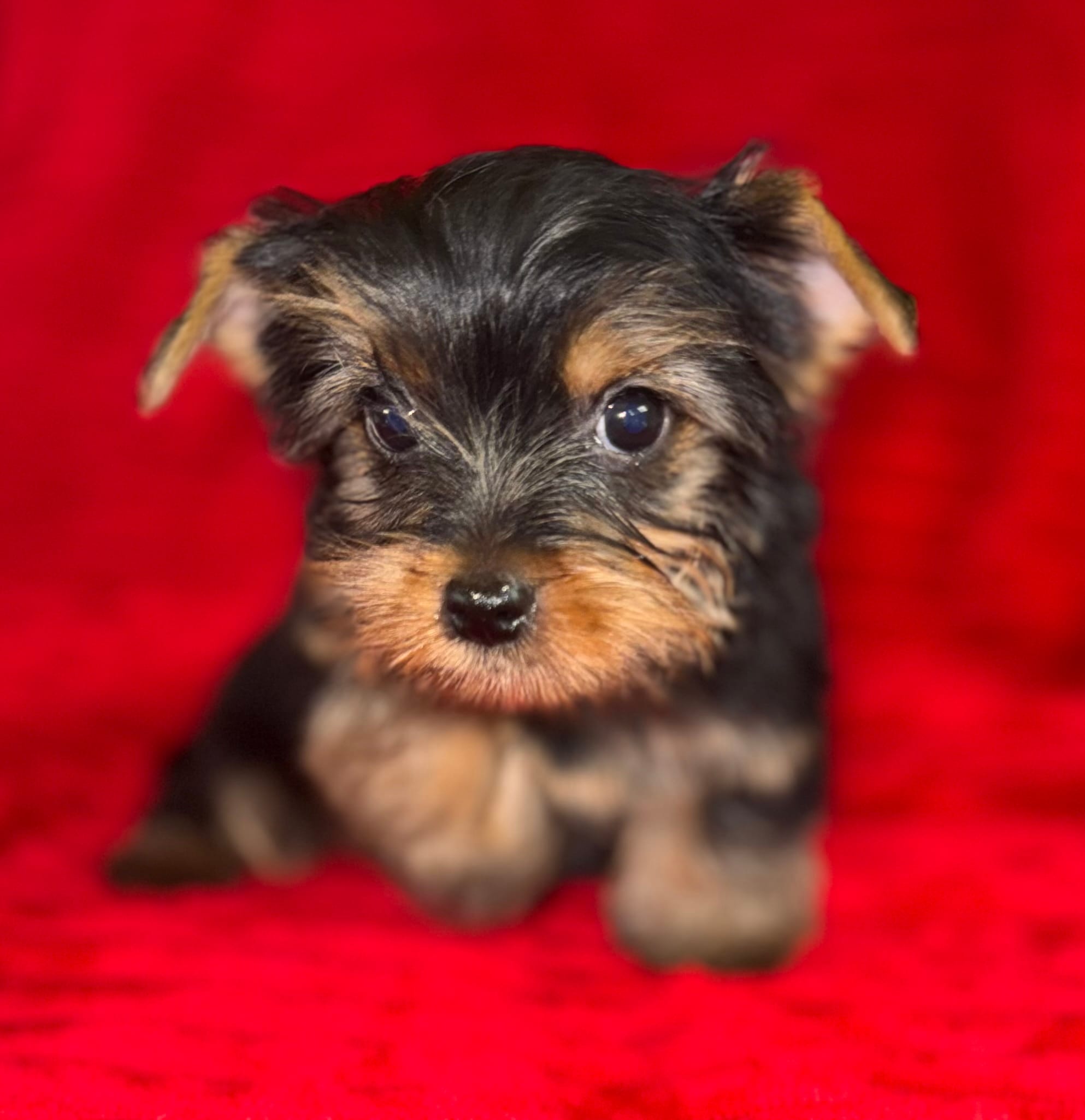 Dexter – Yorkshire Terrier puppy for sale in Fletcher, OK