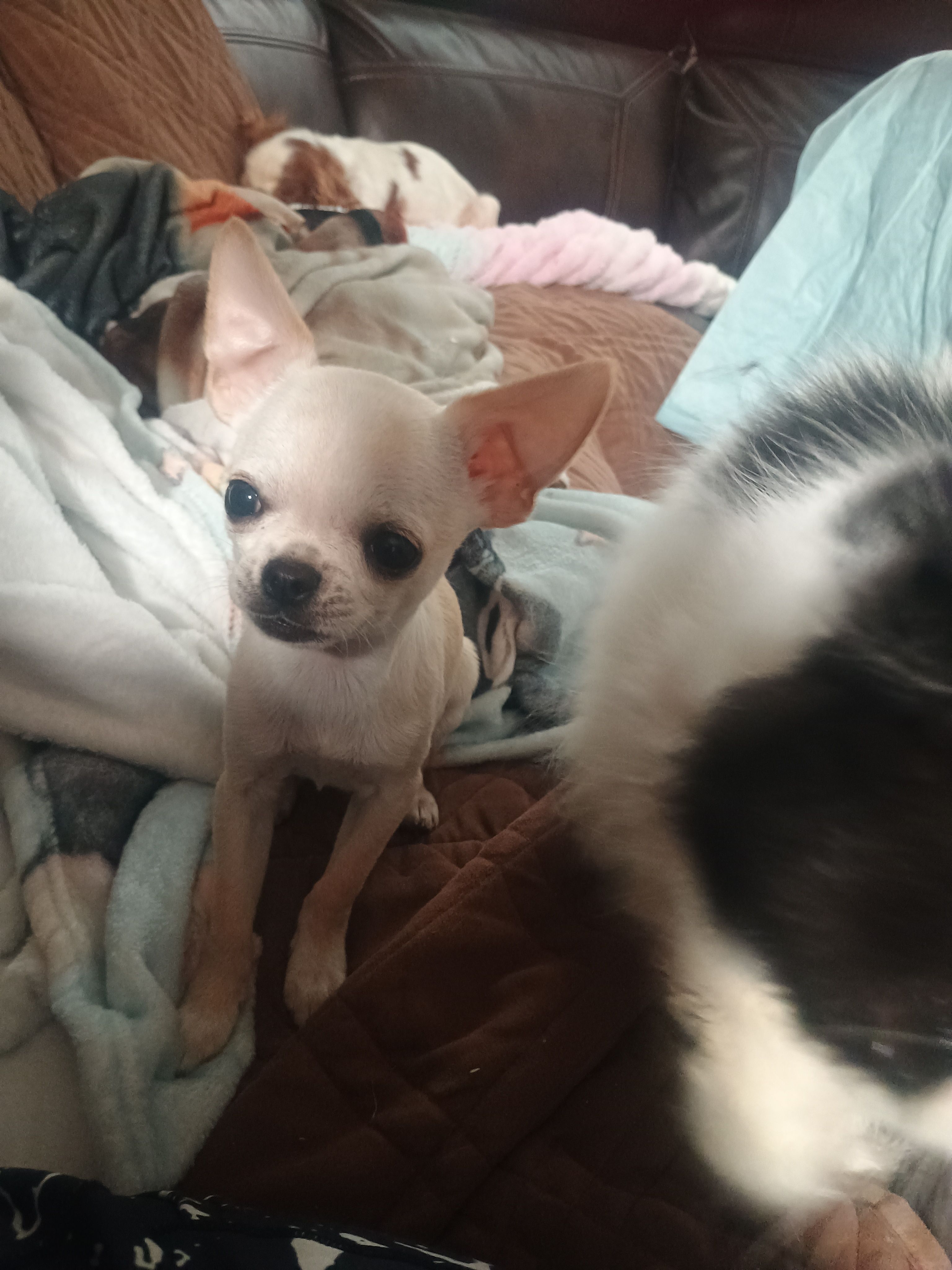 Marmut – Chihuahua puppy for sale in Bismarck, ND