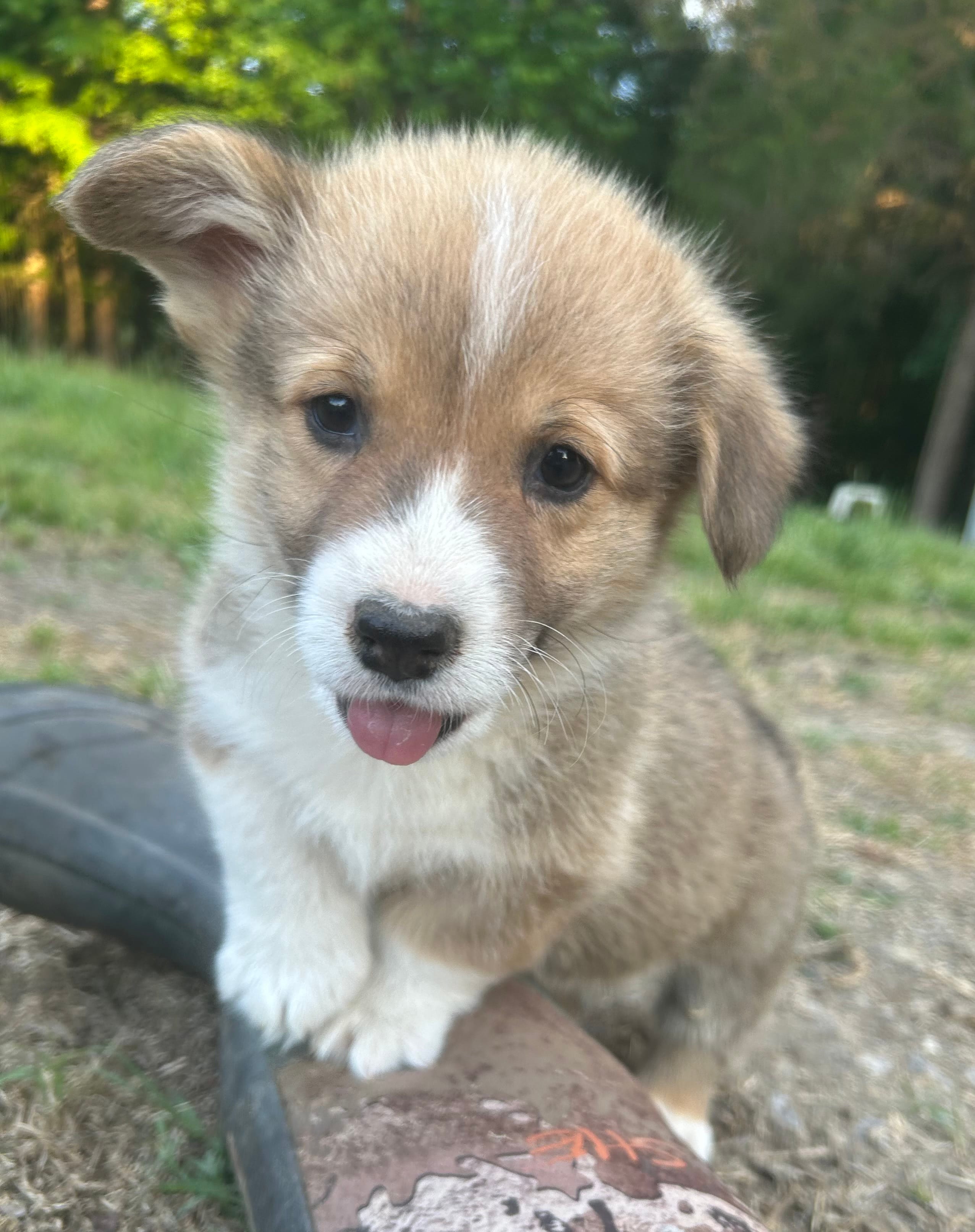 Dark Blue Collar – Pembroke Welsh Corgi puppy for sale in Dinwiddie, VA