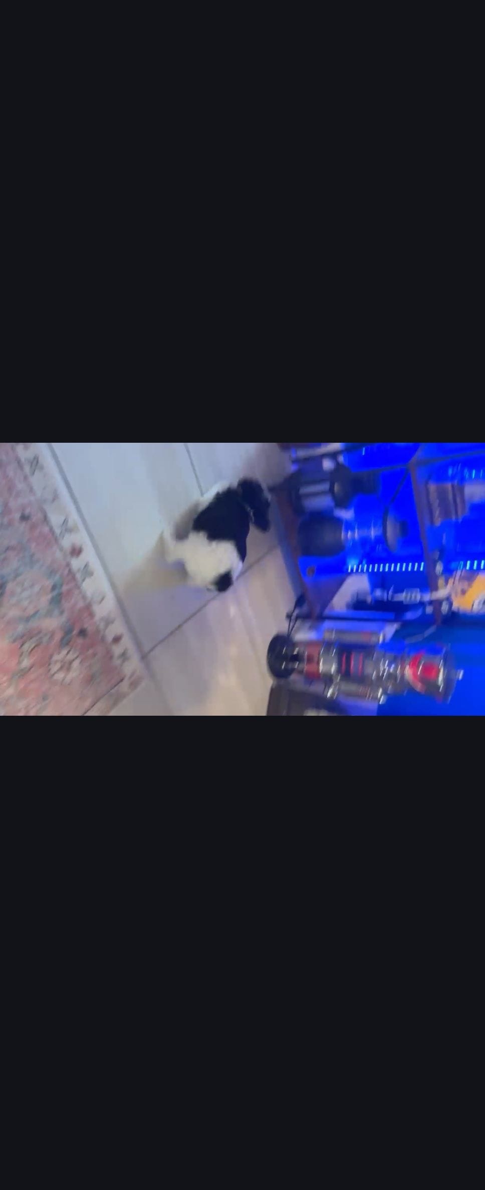 Beauty, a female Yorkshire Terrier for sale in Foley, AL – Photo 2 of 3