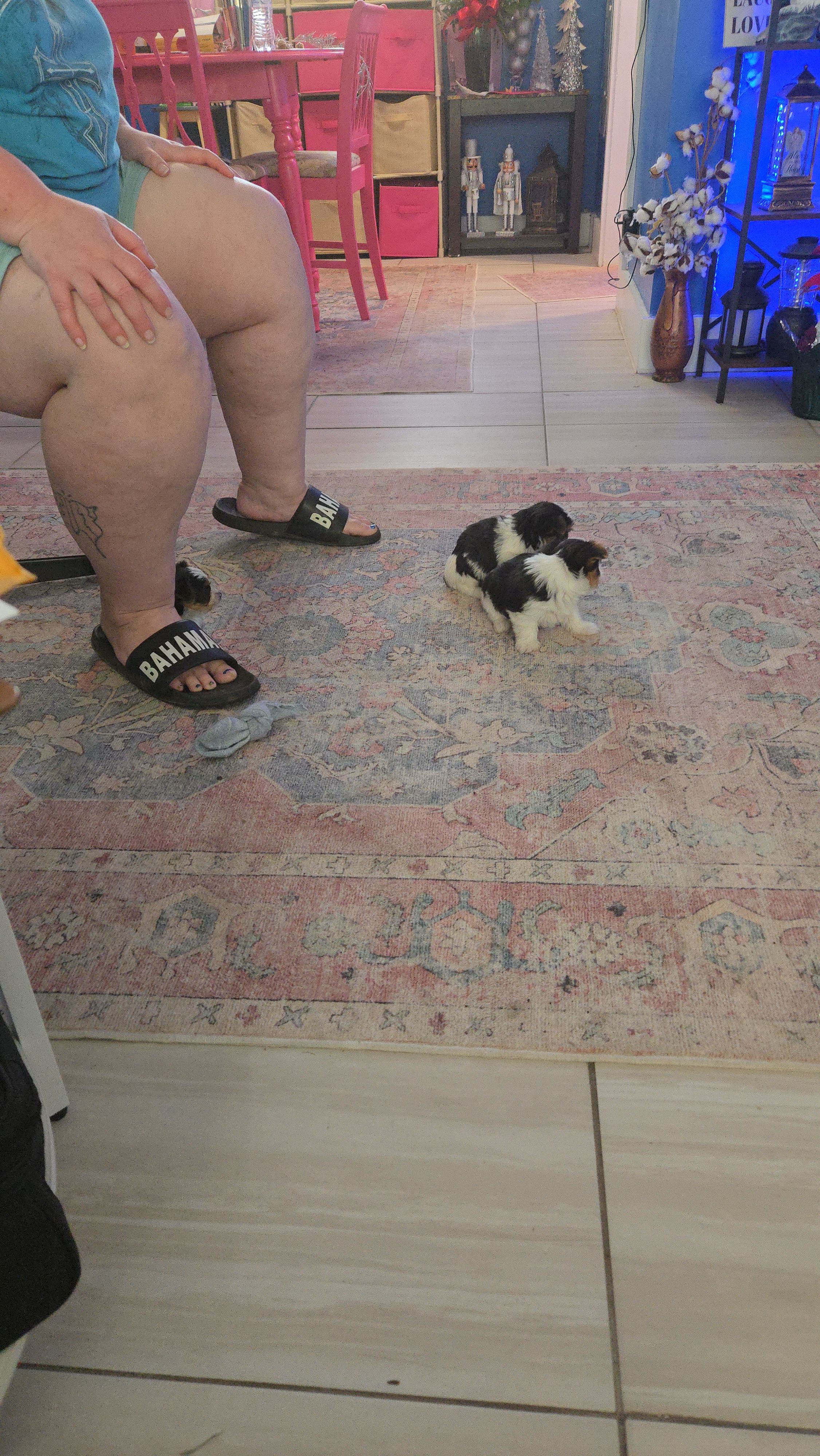 Beauty – Yorkshire Terrier puppy for sale in Foley, AL