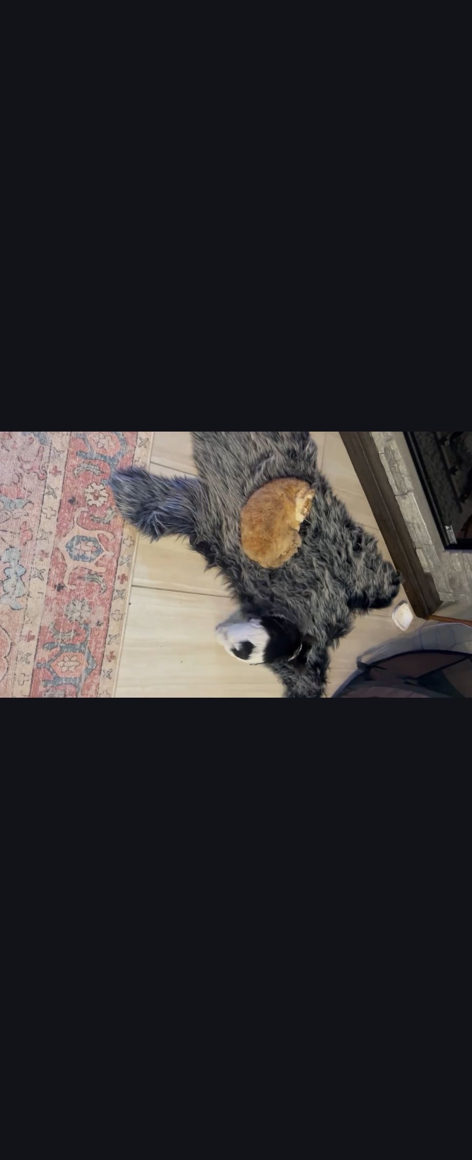 Beauty, a female Yorkshire Terrier for sale in Foley, AL – Photo 3 of 3