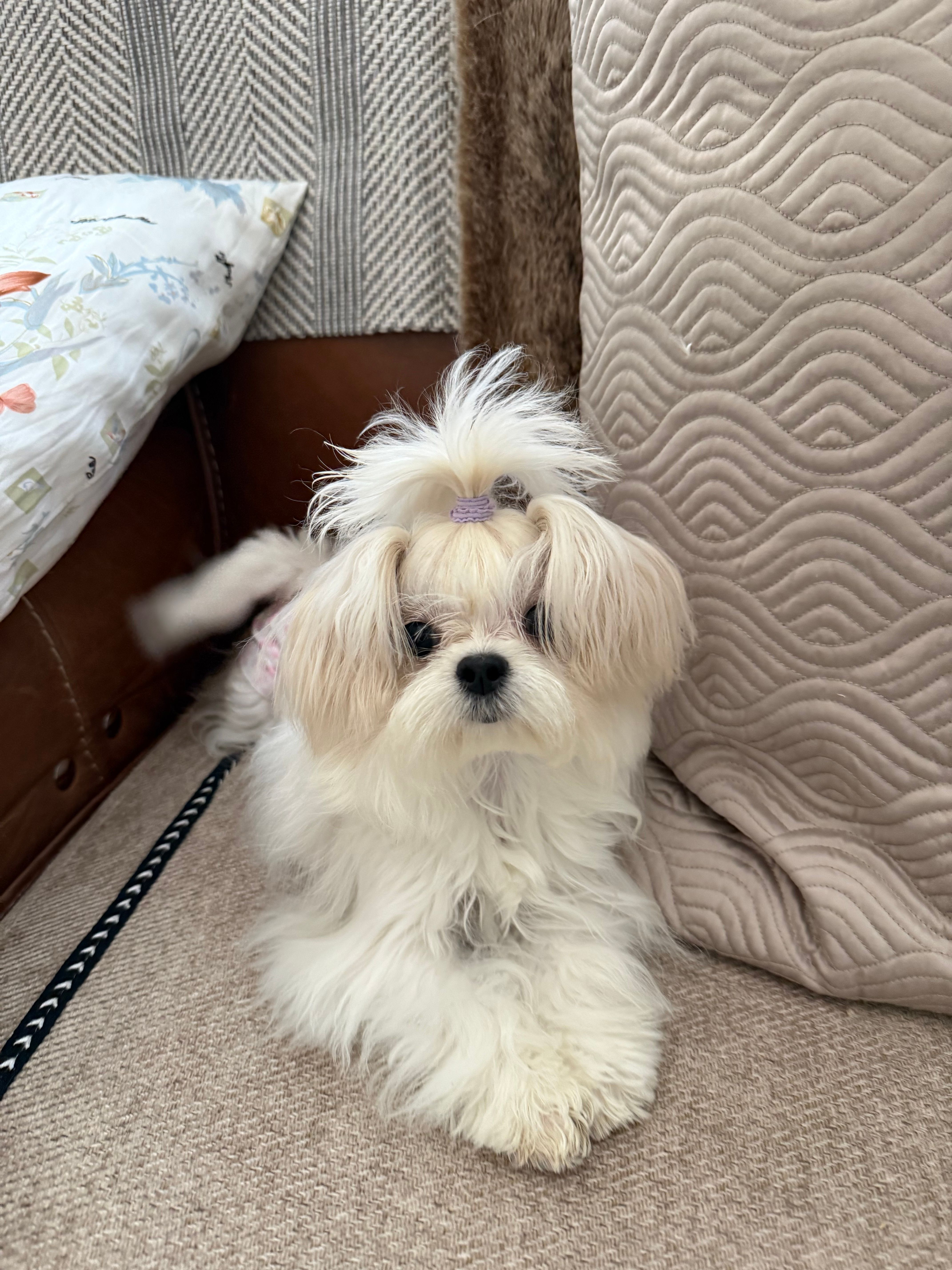America – Maltese puppy for sale in Rancho Cucamonga, CA