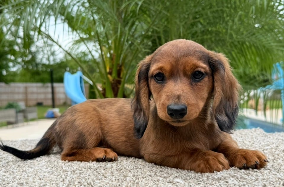 Darla  – Miniature Dachshund puppy for sale in Joplin, MO