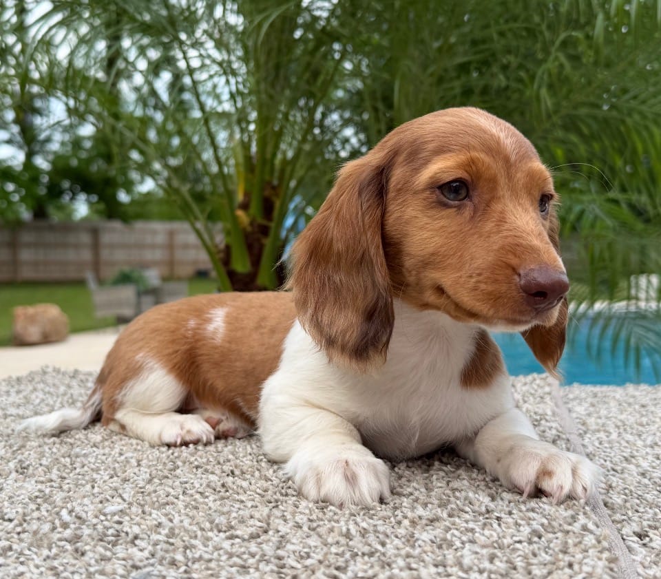Dexter  – Miniature Dachshund puppy for sale in Joplin, MO