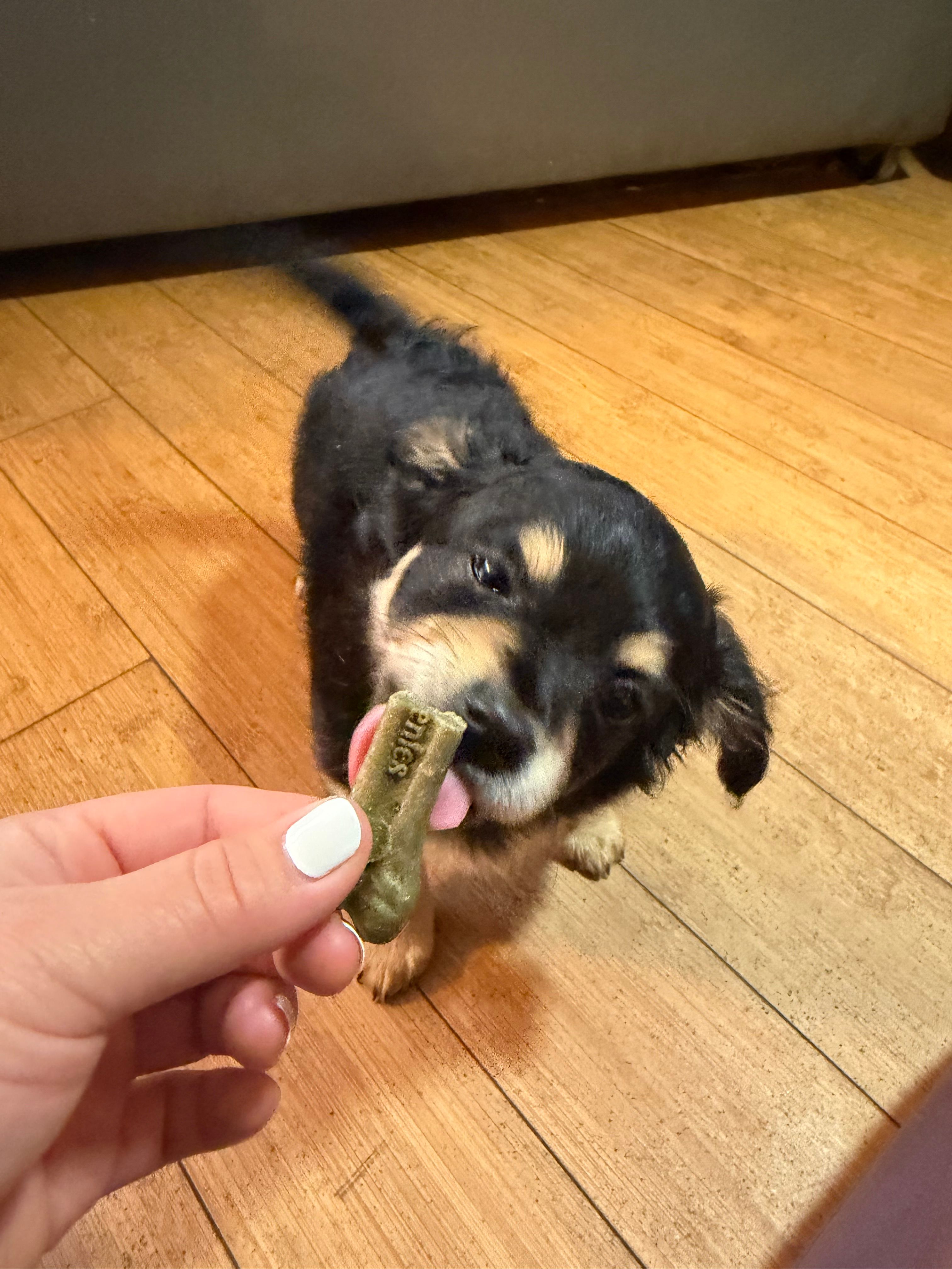 Baby Girl  – Chihuahua, Maltipom puppy for sale in Shelton, WA