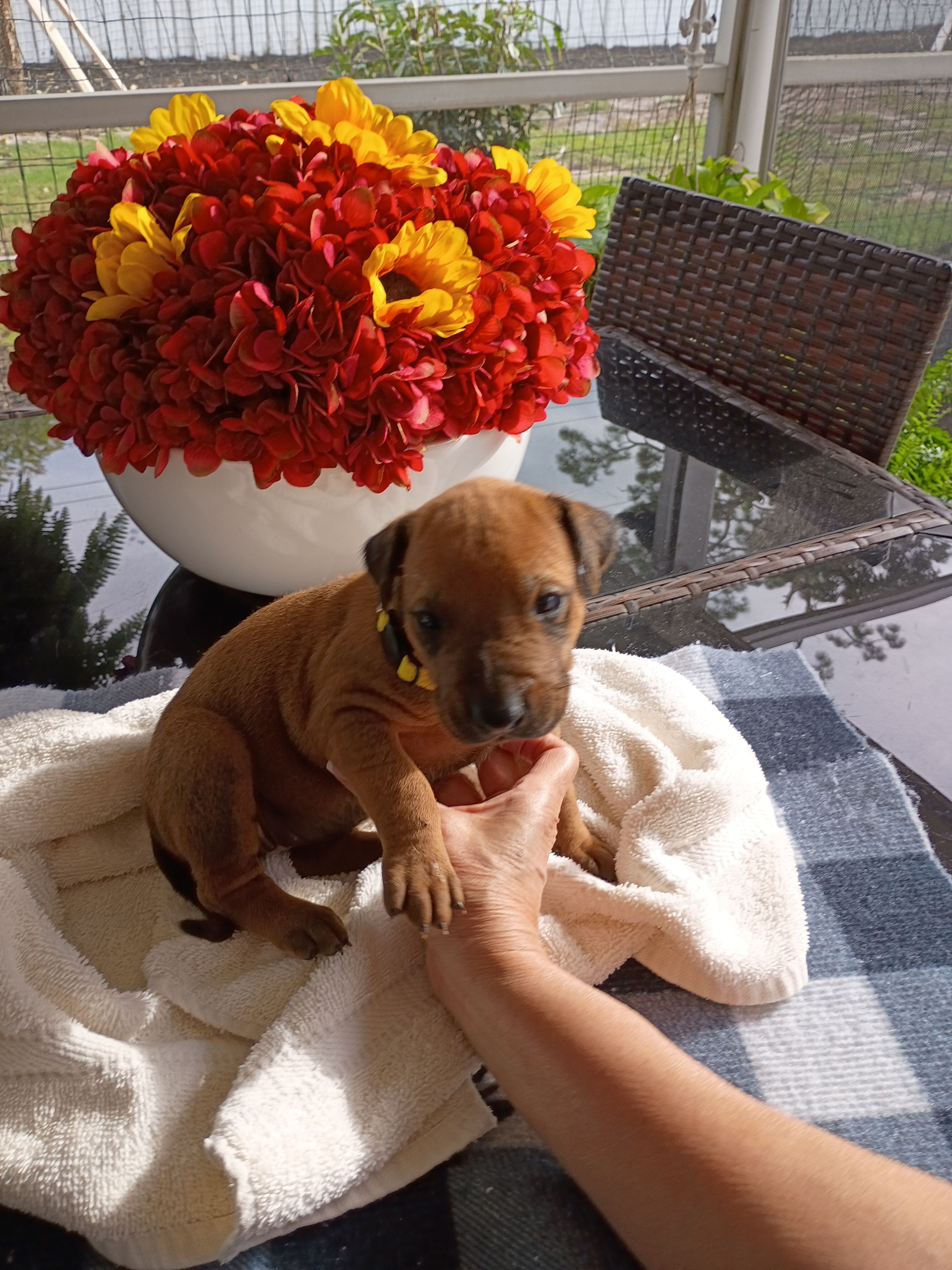 YELLOW 💛 COLLAR-FEMALE  – Rhodesian Ridgeback puppy for sale in Fort Myers, FL