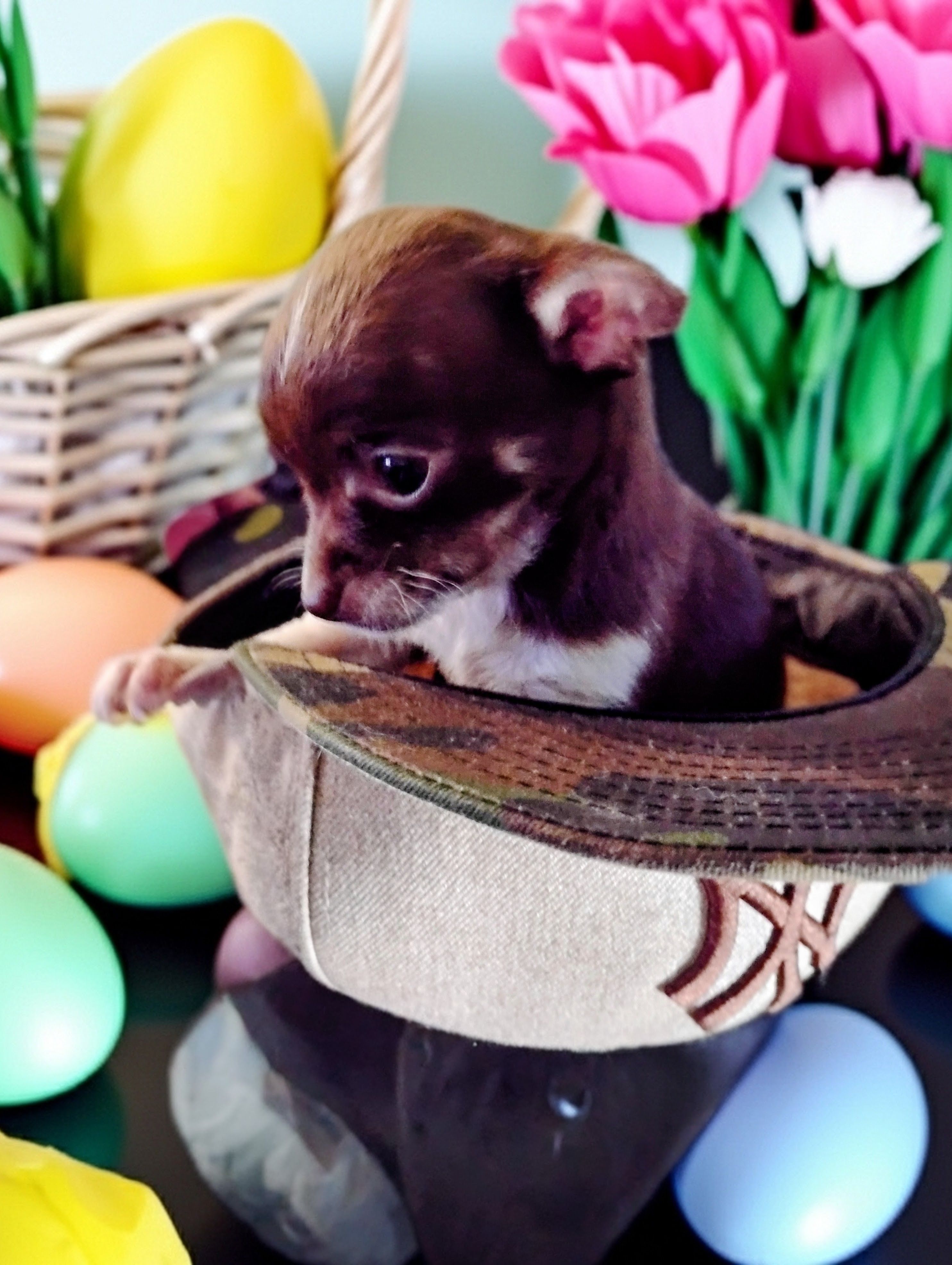 Lil baby – Chihuahua puppy for sale in New Castle, PA