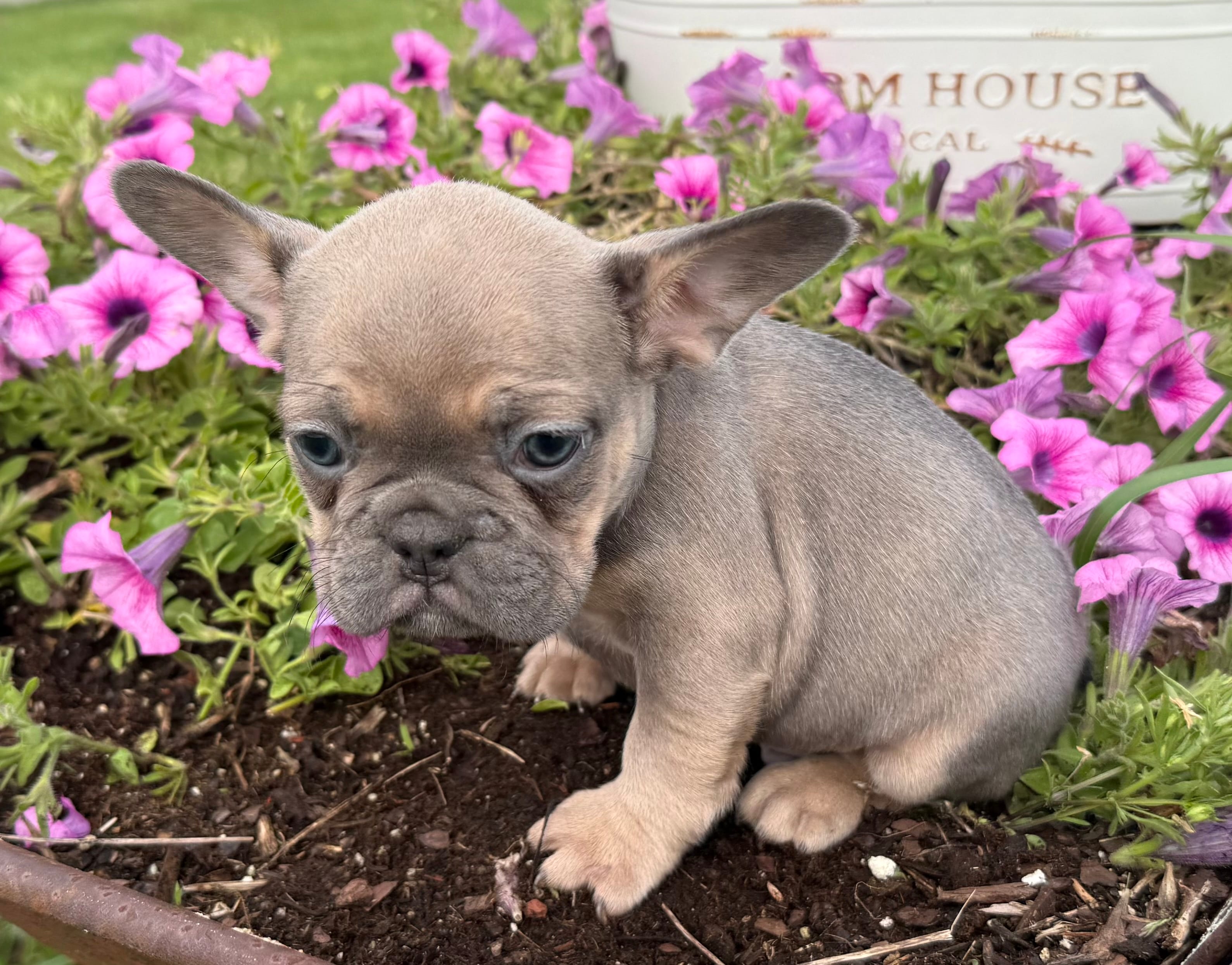 Rowdy – French Bulldog puppy for sale in Claremore, OK