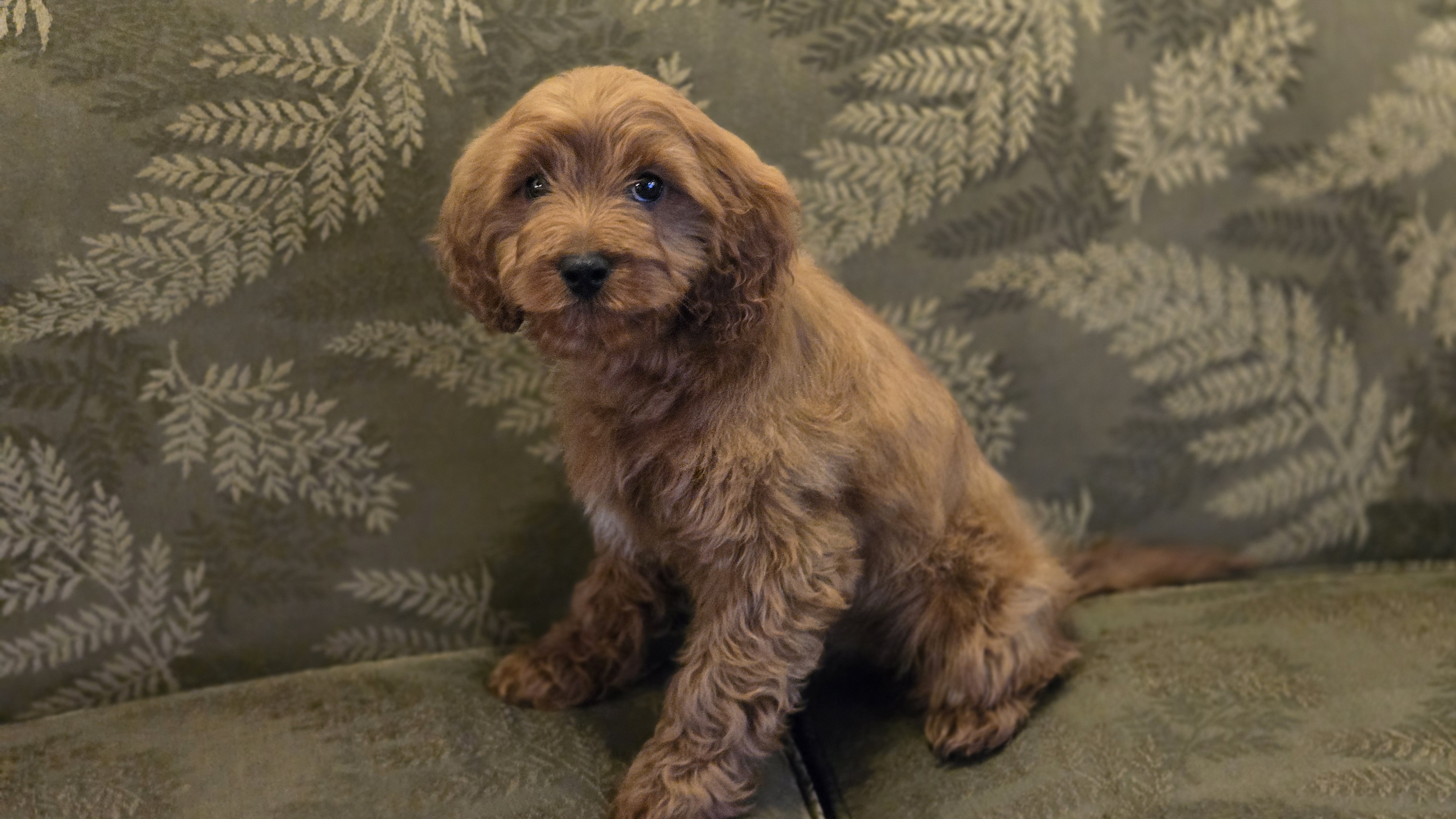 Allie – Cavapoo puppy for sale in Paradise, PA
