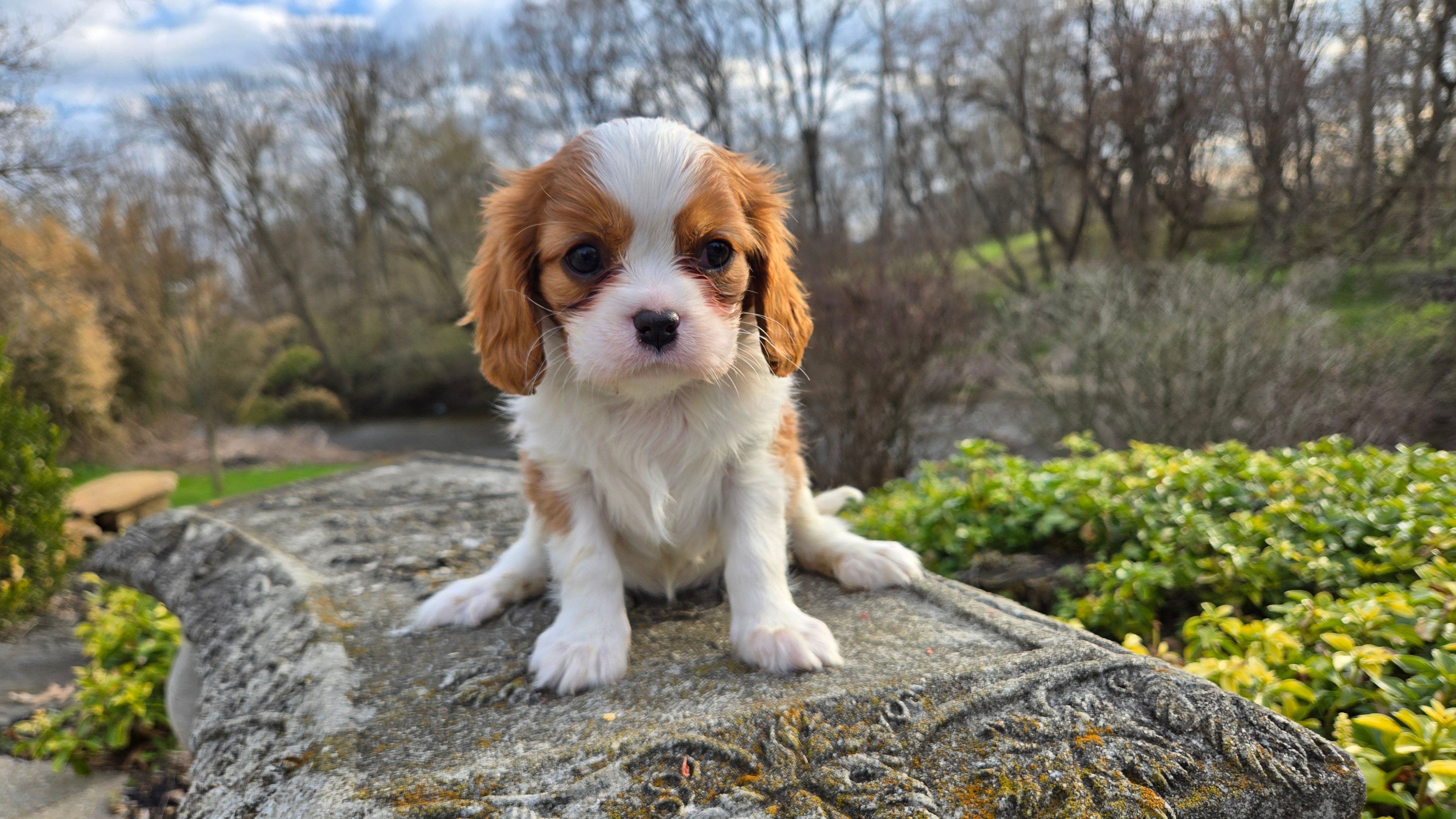 Zion – Cavalier King Charles Spaniel puppy for sale in Paradise, PA